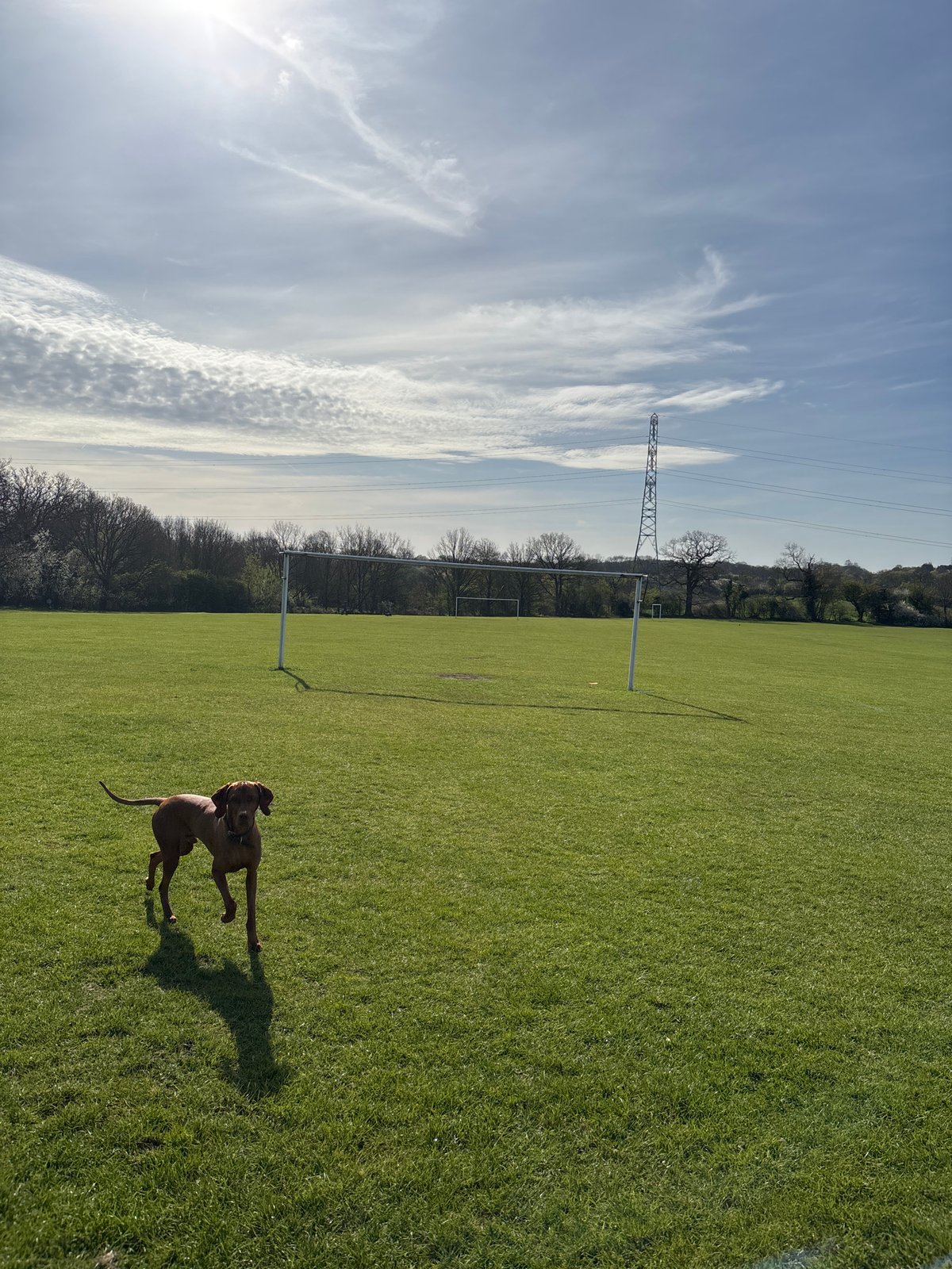 Dog spotted running in field near power lines in Welwyn Hatfield