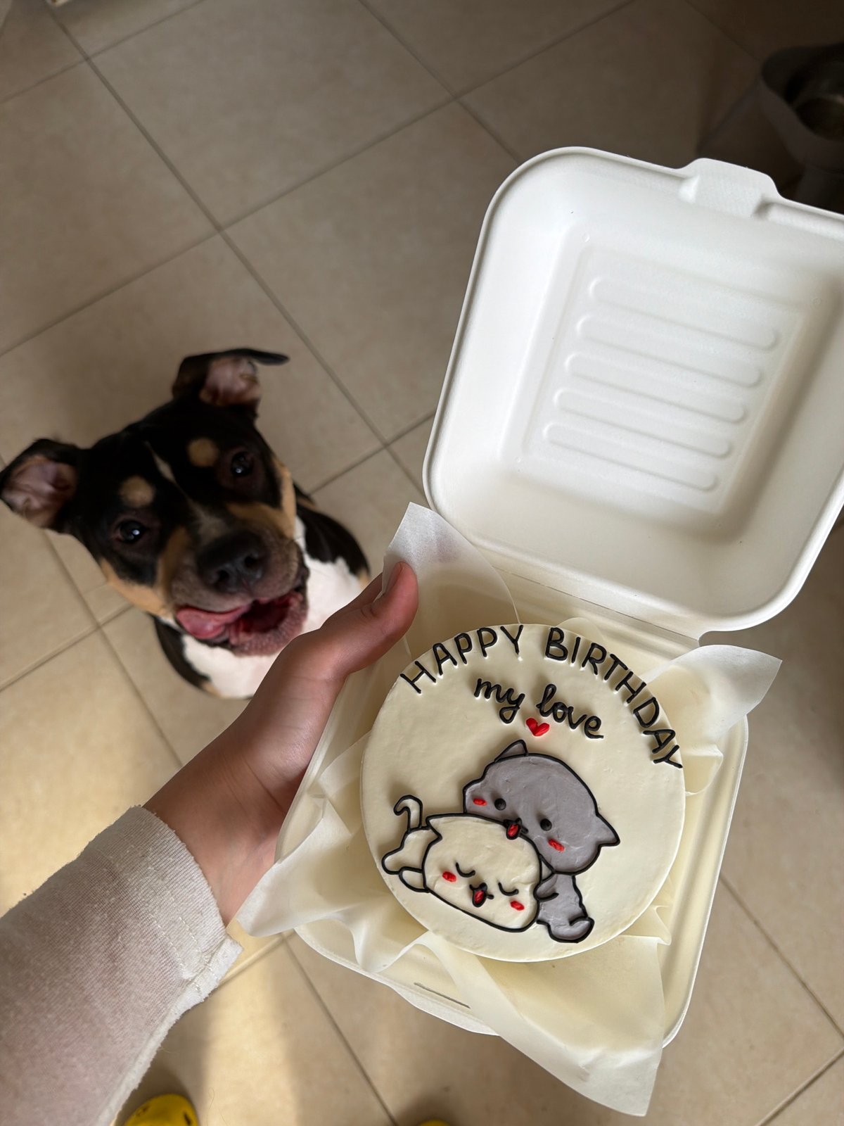 Person holds decorated cake with cartoon cats in Tel Aviv