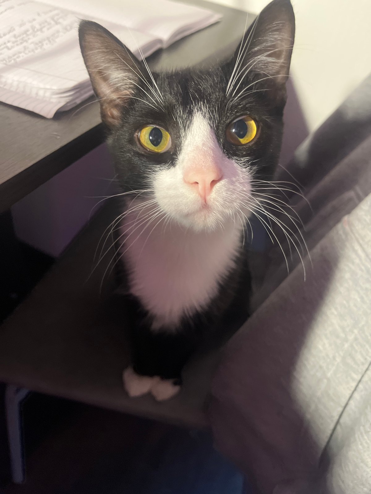Saint Petersburg resident shares cat, meal, social media moments