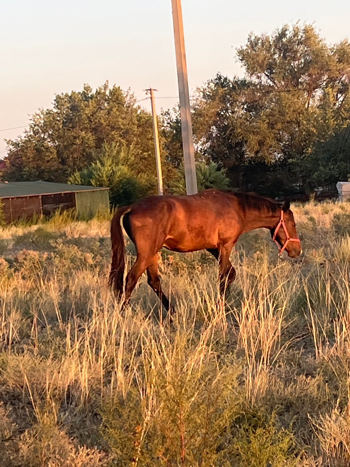 Brown horse grazing in dry Kazakhstan steppe grassland