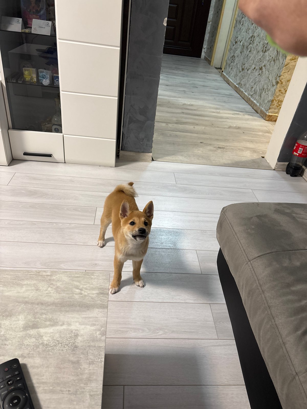 Shiba Inu puppy spotted indoors in Pernik home