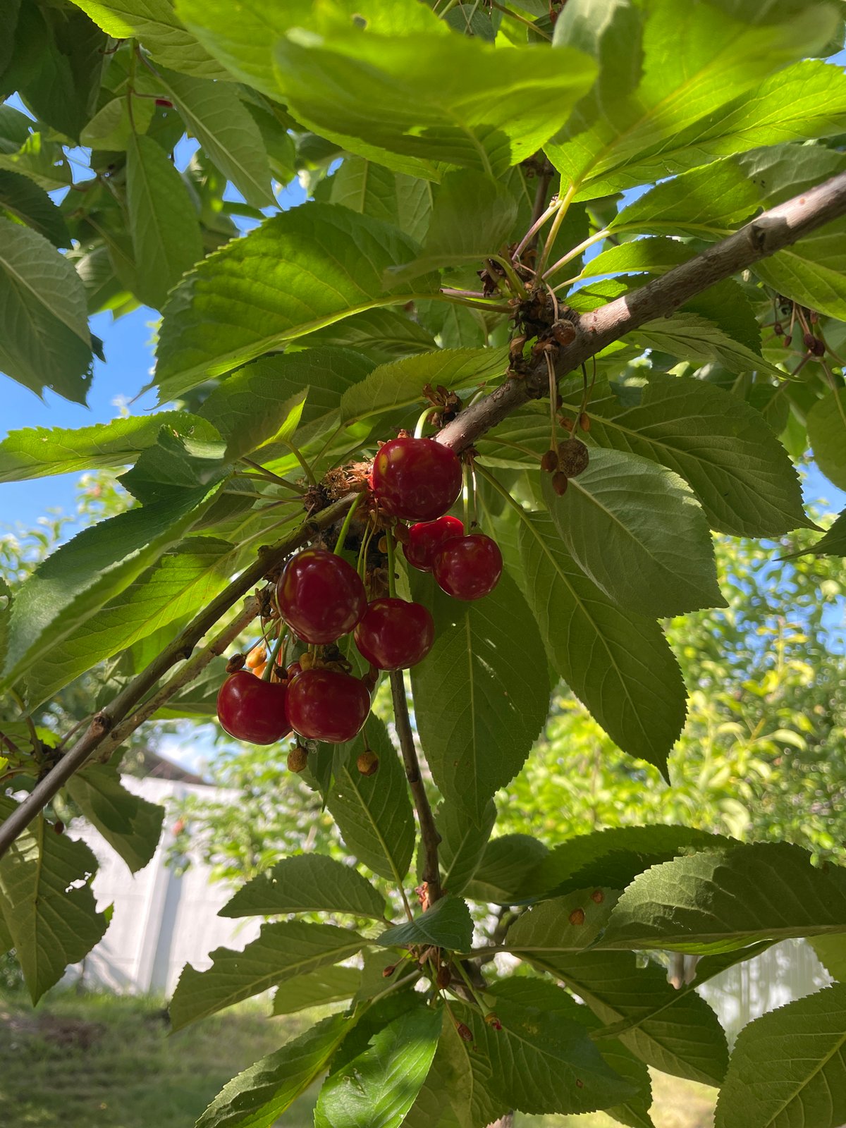 Summer garden showcase in Kobeliaky with blooming flowers and ripening fruit