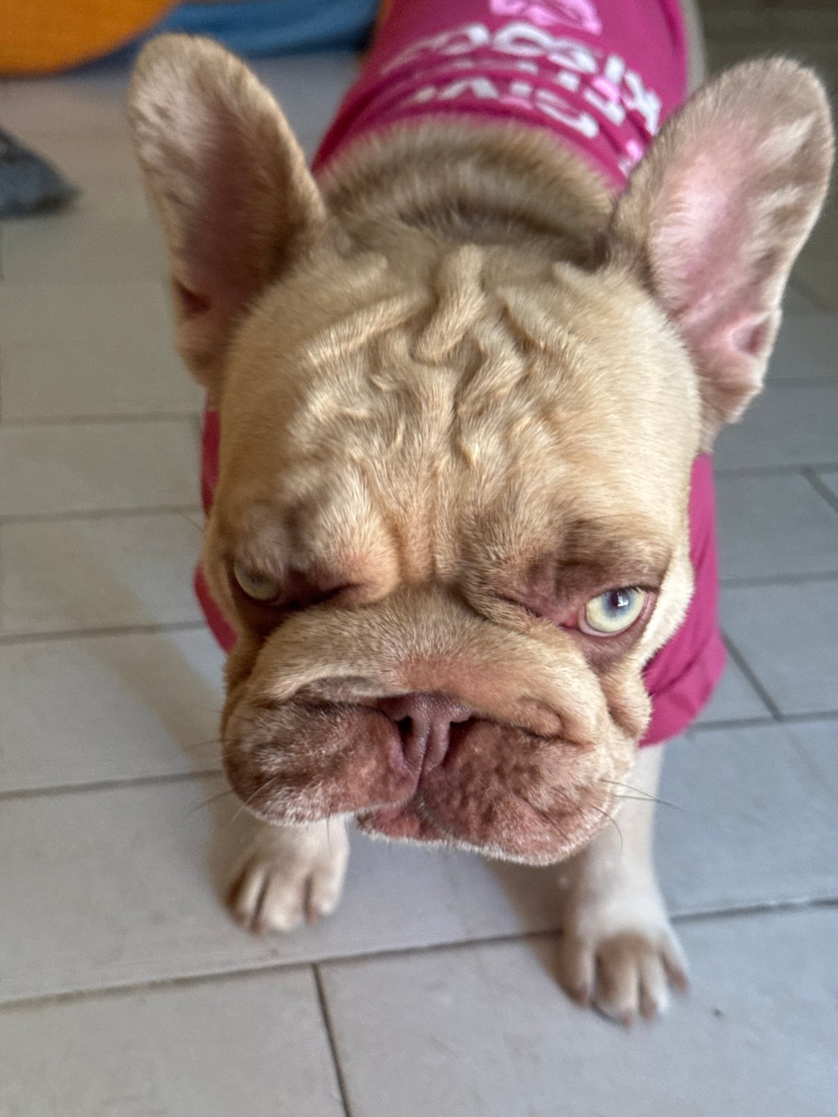 French Bulldogs lounging at home in San Benedetto del Tronto