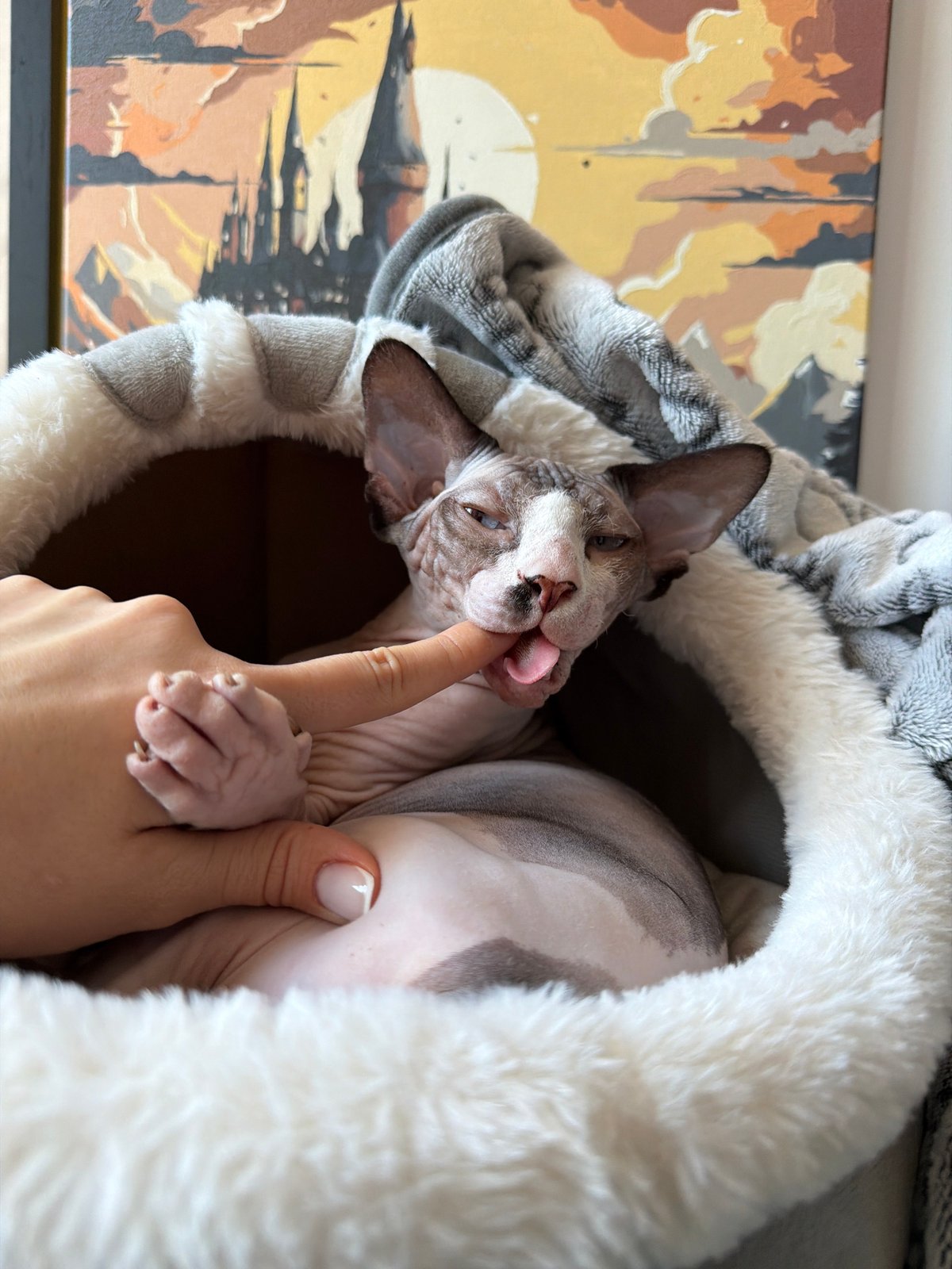 Sphynx cat plays and rests in plush bed