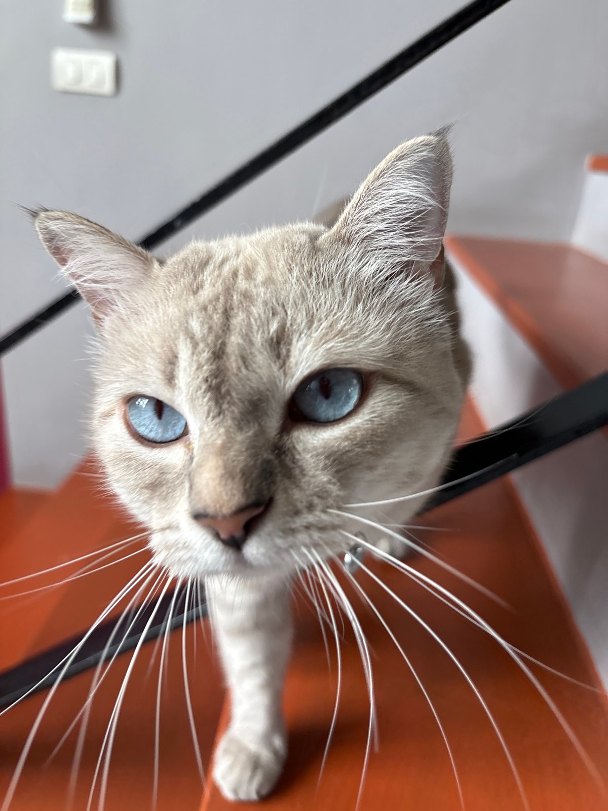 Cats doing cat things on a colorful indoor staircase