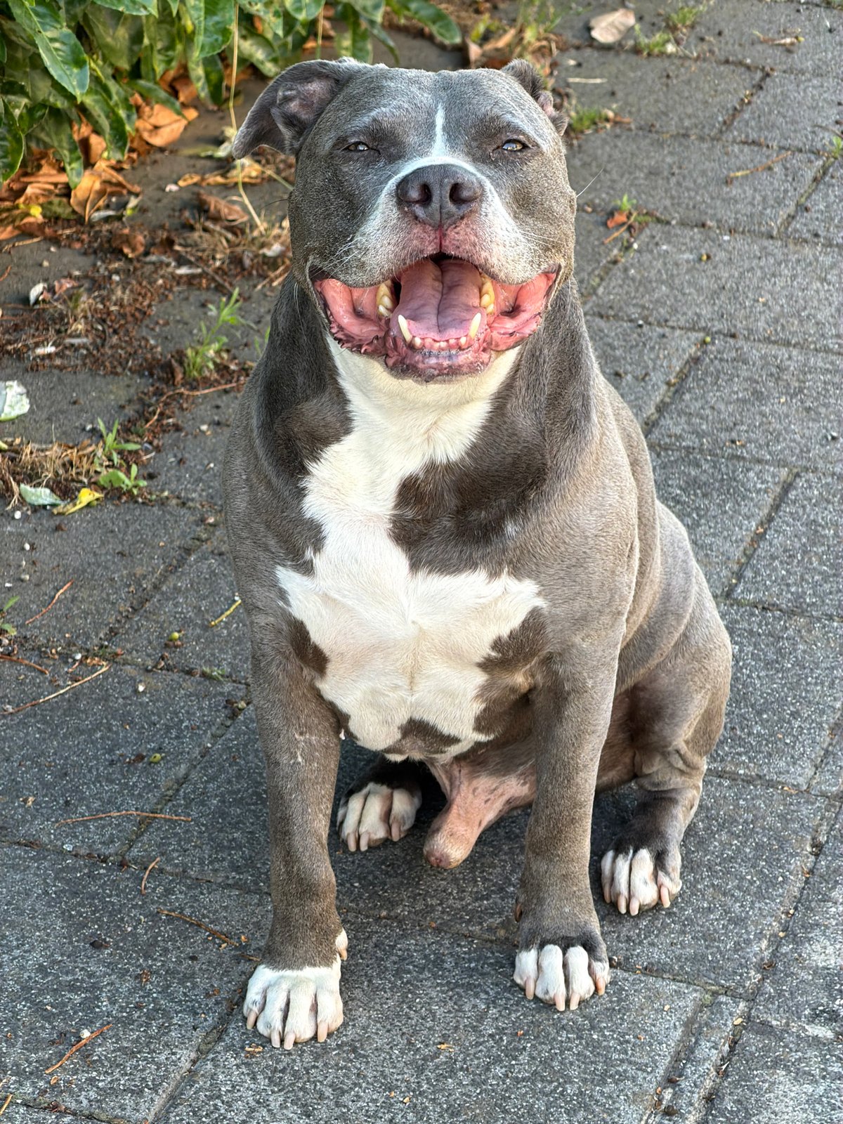 Gray pit bull chilling on pavement in Luxembourg