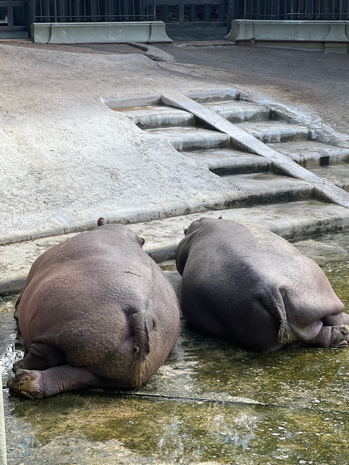 Buenos Aires Zoo Hippos and Street Life Captured