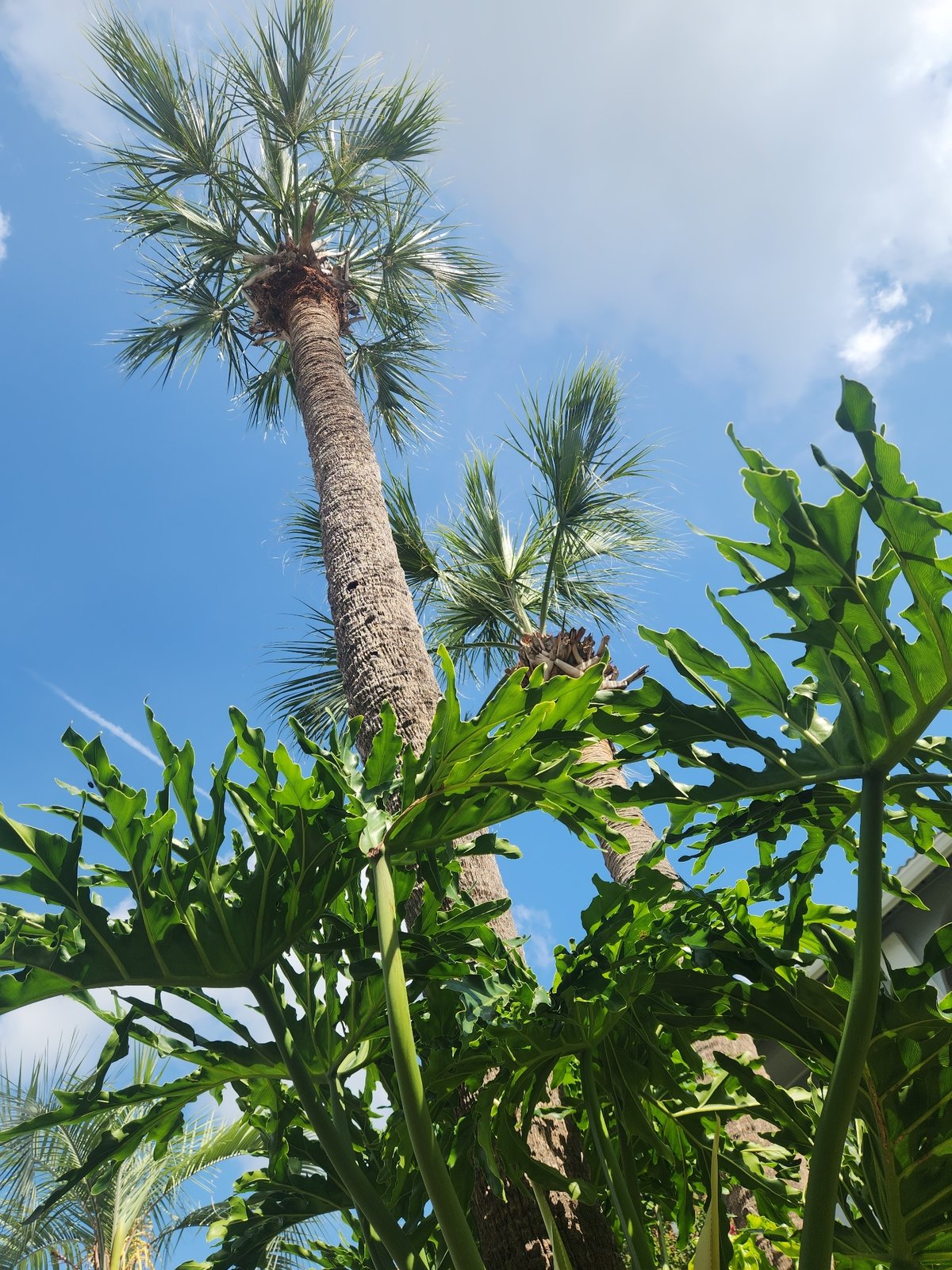 Florida garden walk: flowers, palms, and summer skies
