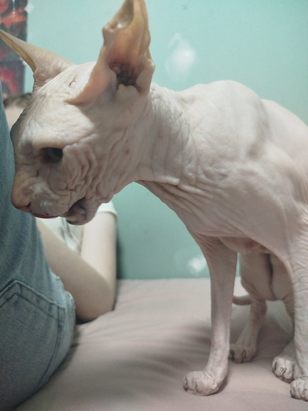 Sphynx cat hangs out across several spots in Zavodoukovsk