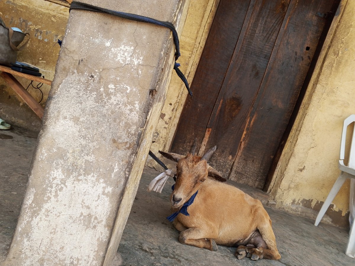 Animals and people share quiet moments in concrete courtyard