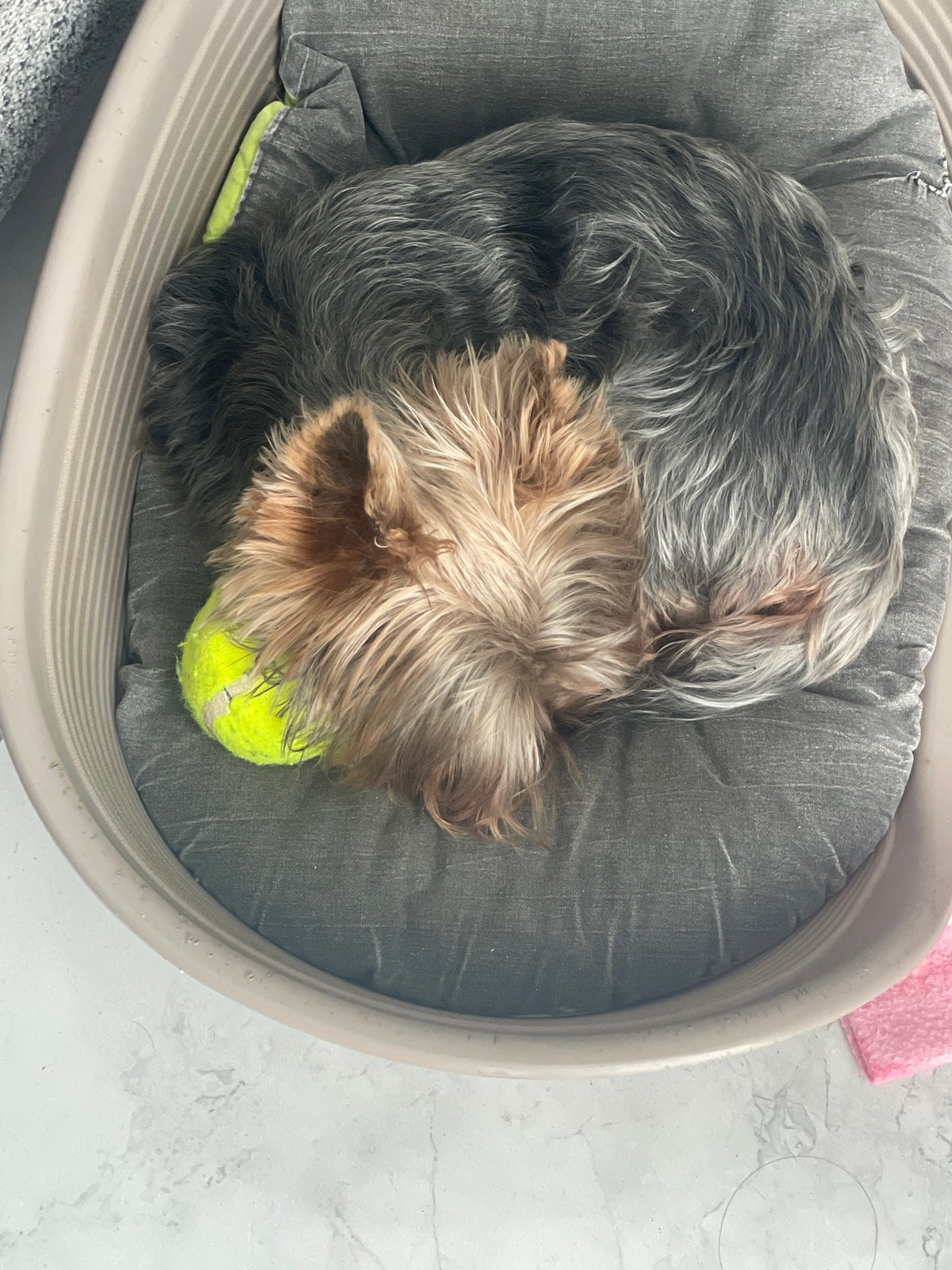 Small dog sleeps peacefully with tennis ball in Varna