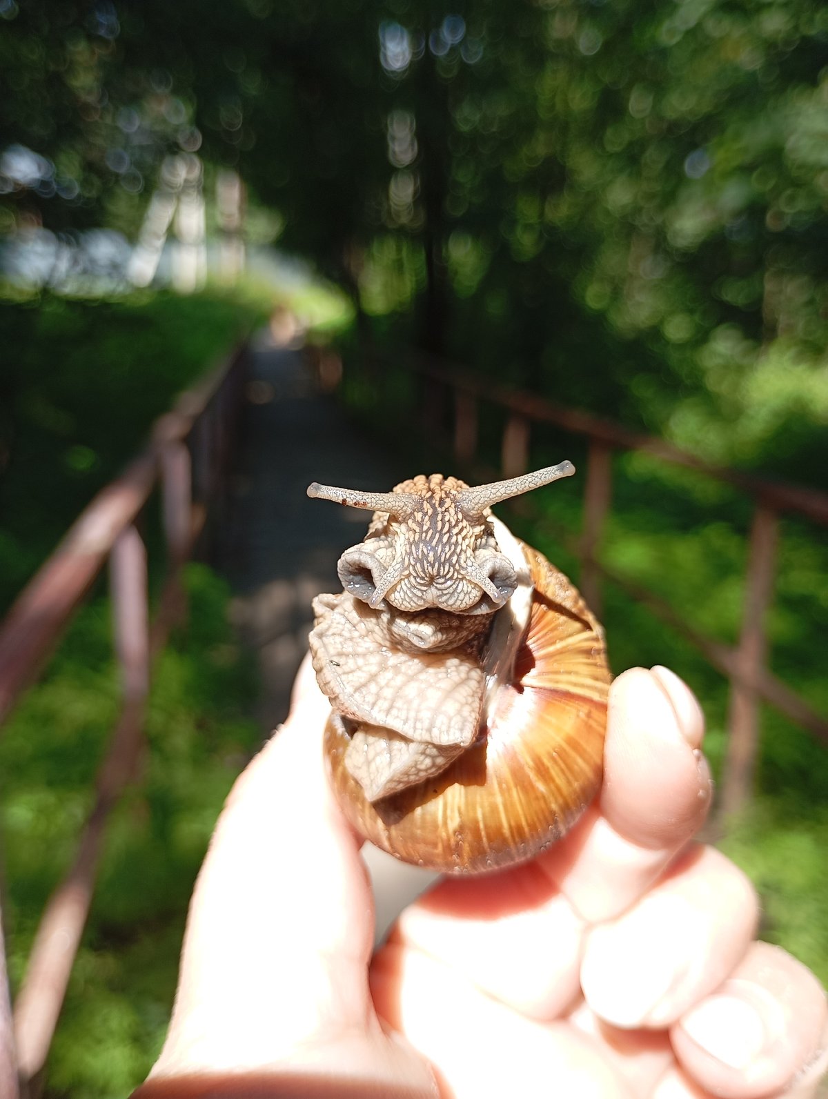 Close-up snail photography in a Chaikovsky park, summer morning