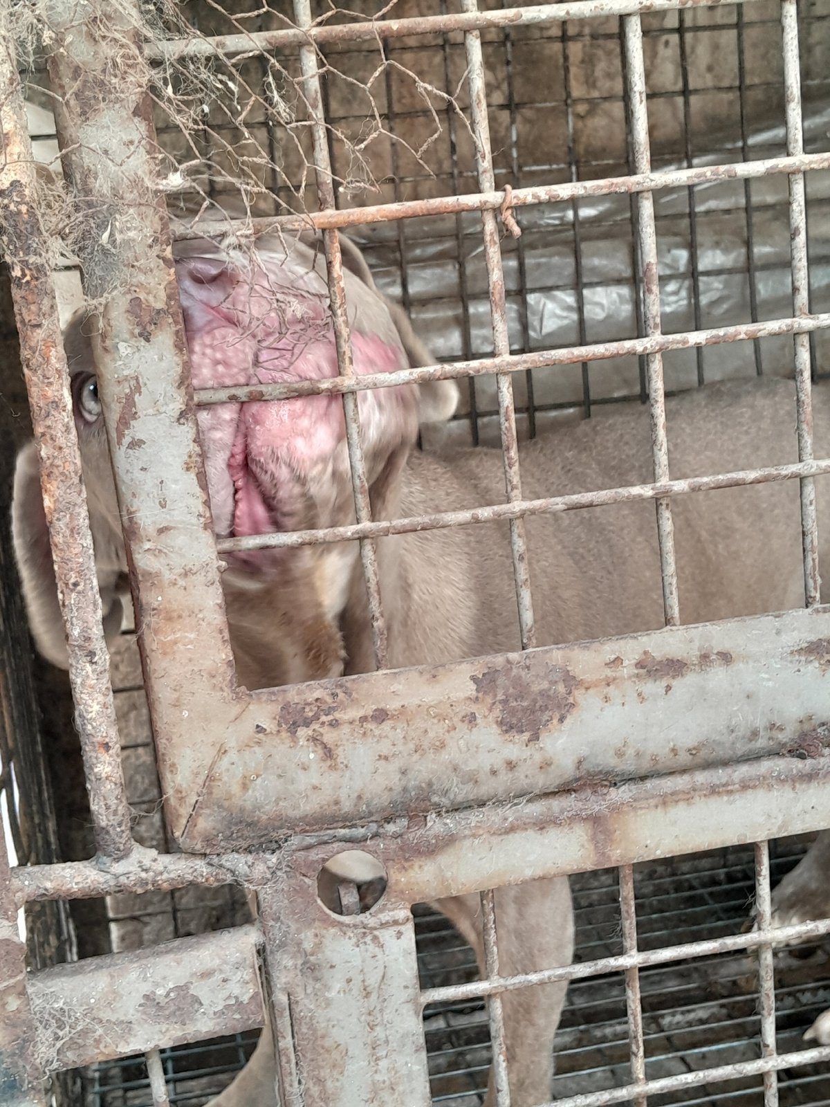 Caged dog spotted with apparent irritation in Jos, Nigeria