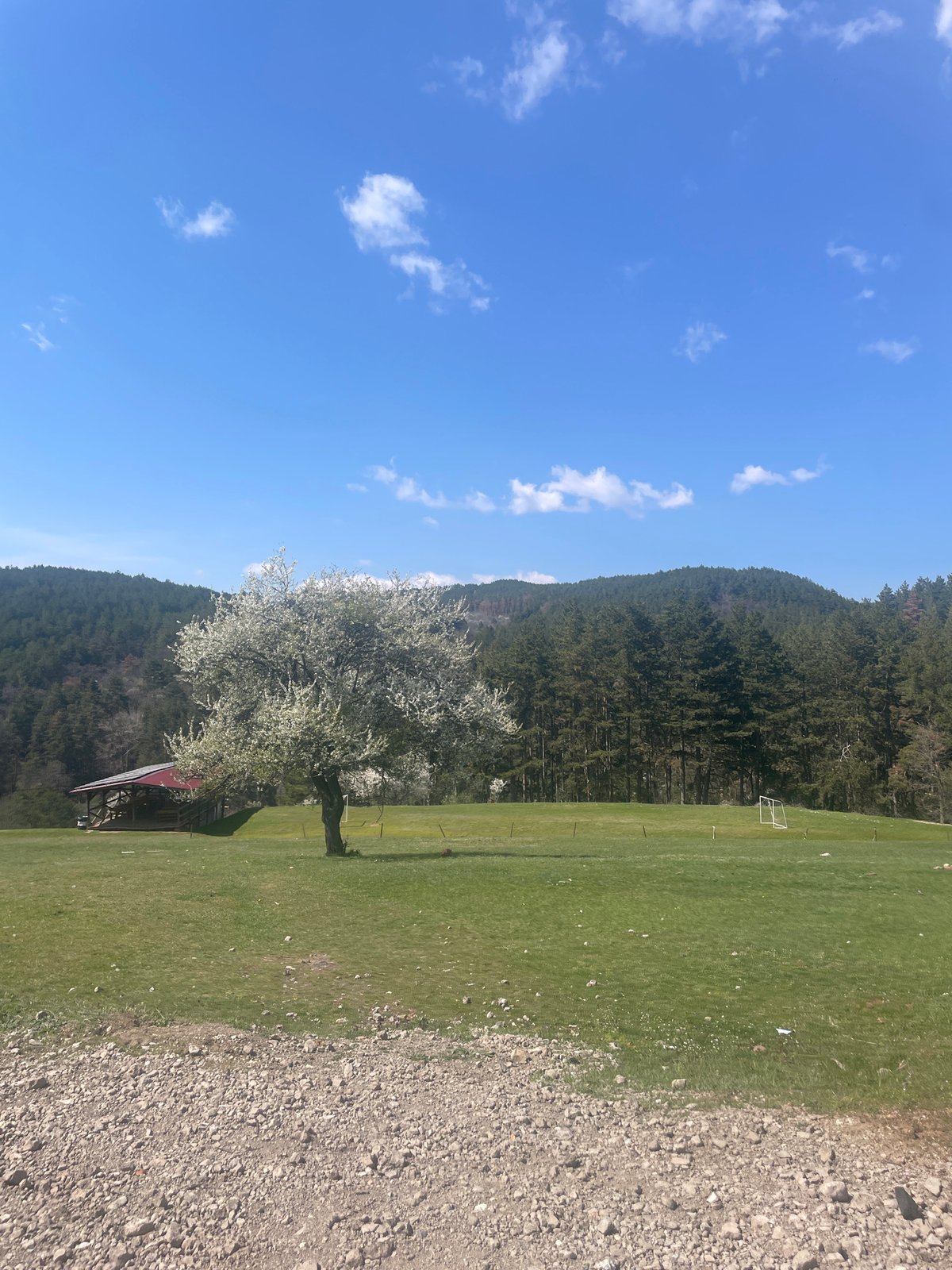 Spring blossoms documented in Sofia countryside on sunny day