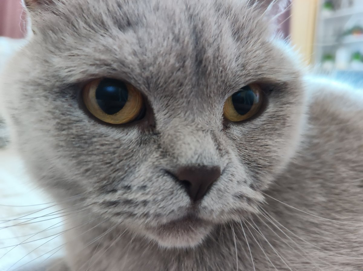 Gray cat documented grooming and resting in Ternopil home