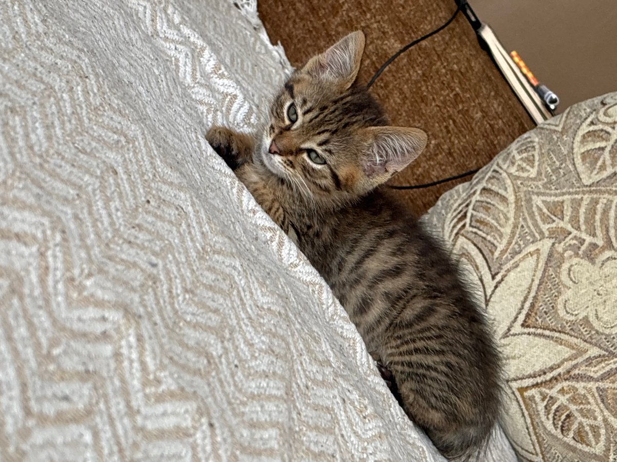 Tabby kitten at rest in a Radilovo home