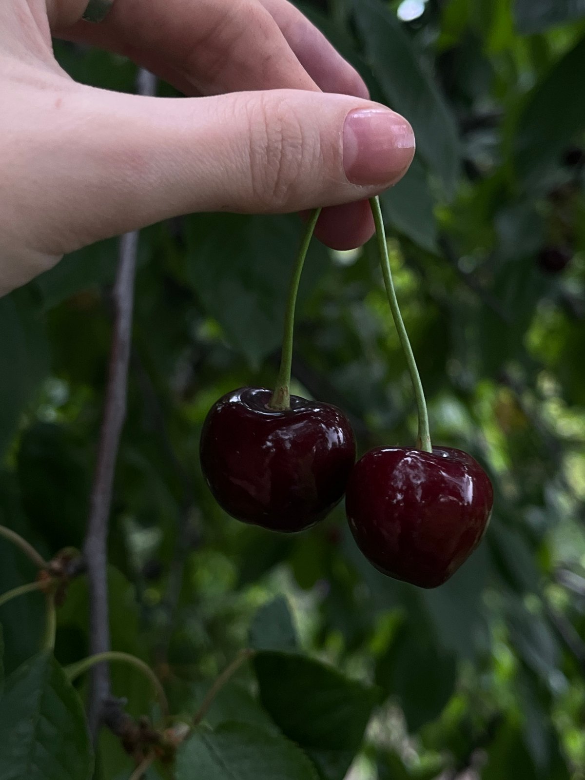 Fresh fruit, hands, and a quiet summer afternoon
