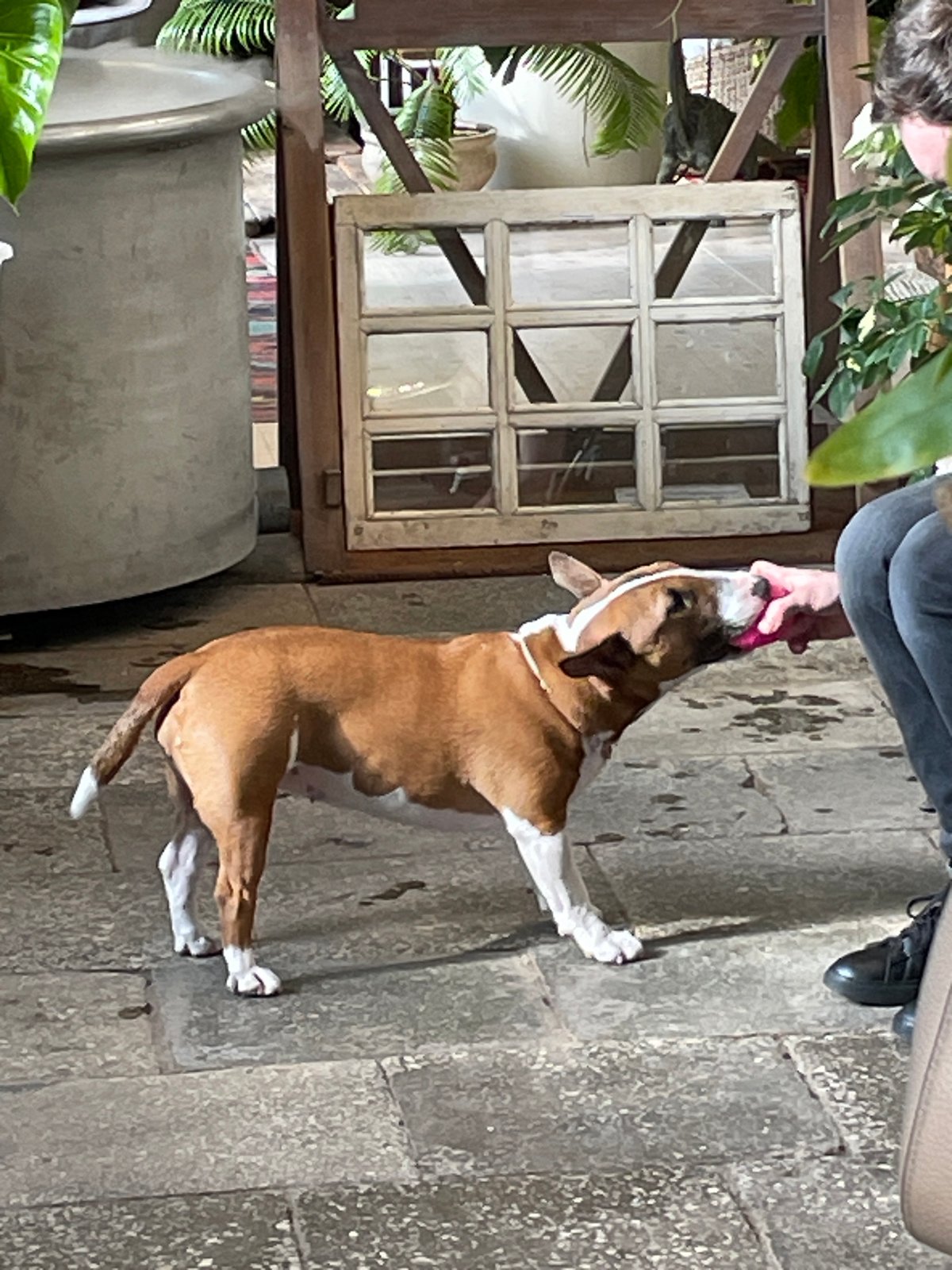 Person sketches with bull terrier at Saint Petersburg plant shop