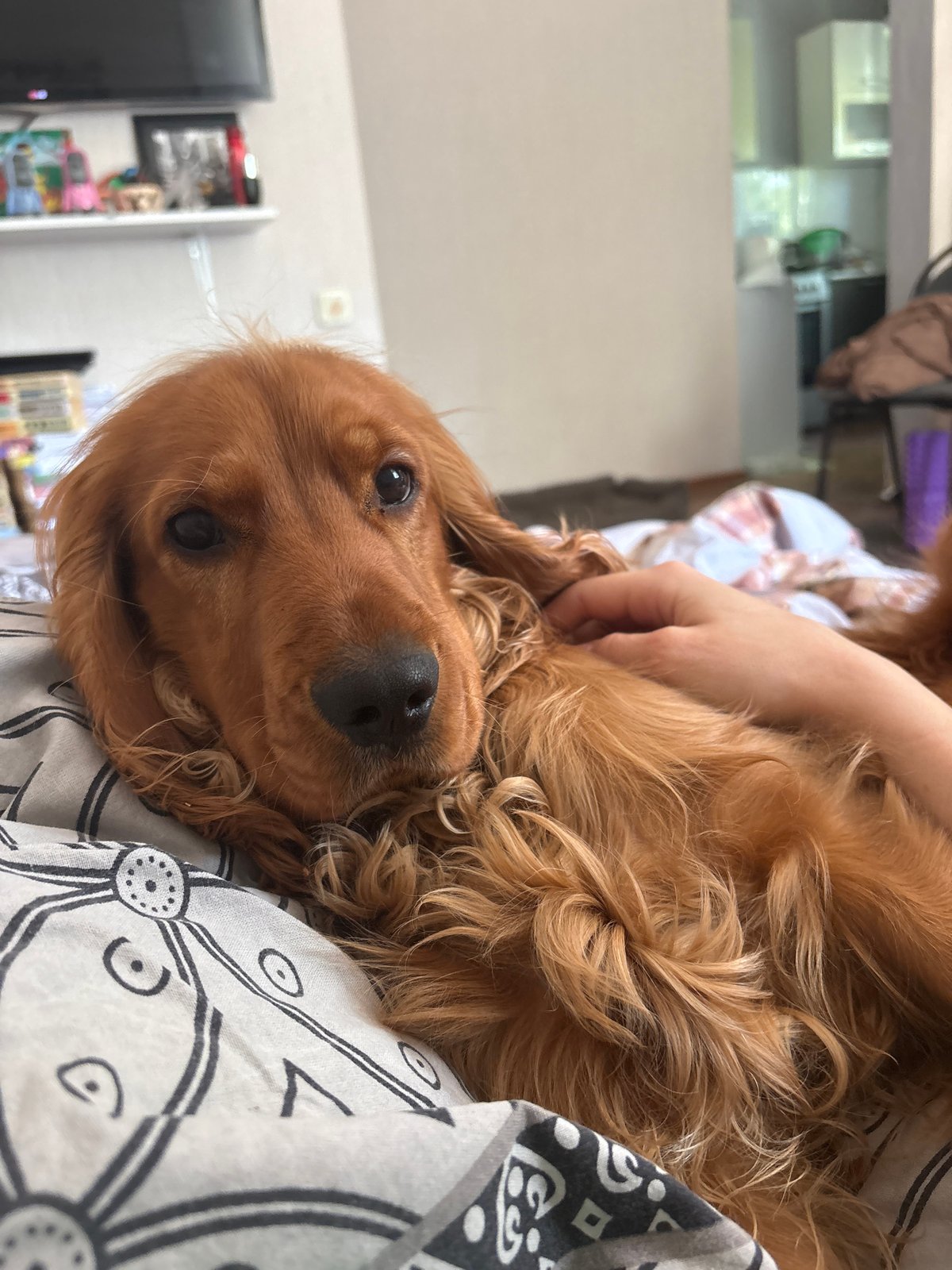 Quiet morning moments with pet documented in Krasnoyarsk home
