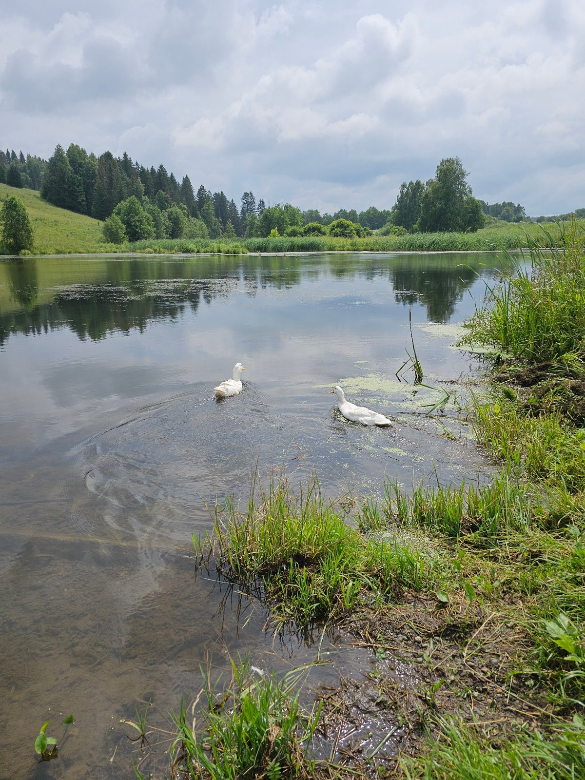 Fishing and foraging along a Kalinovka stream in summer