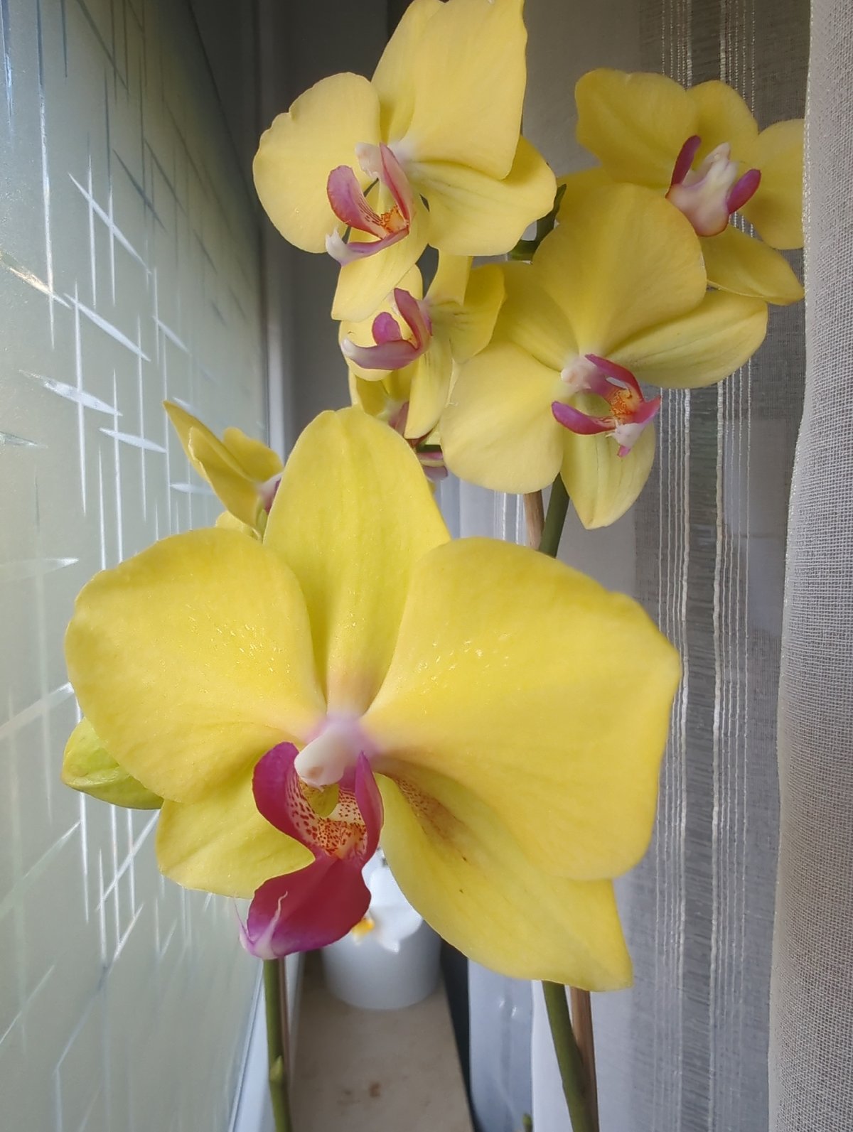 Orchids, a reed diffuser, and a summer morning in Iserlohn