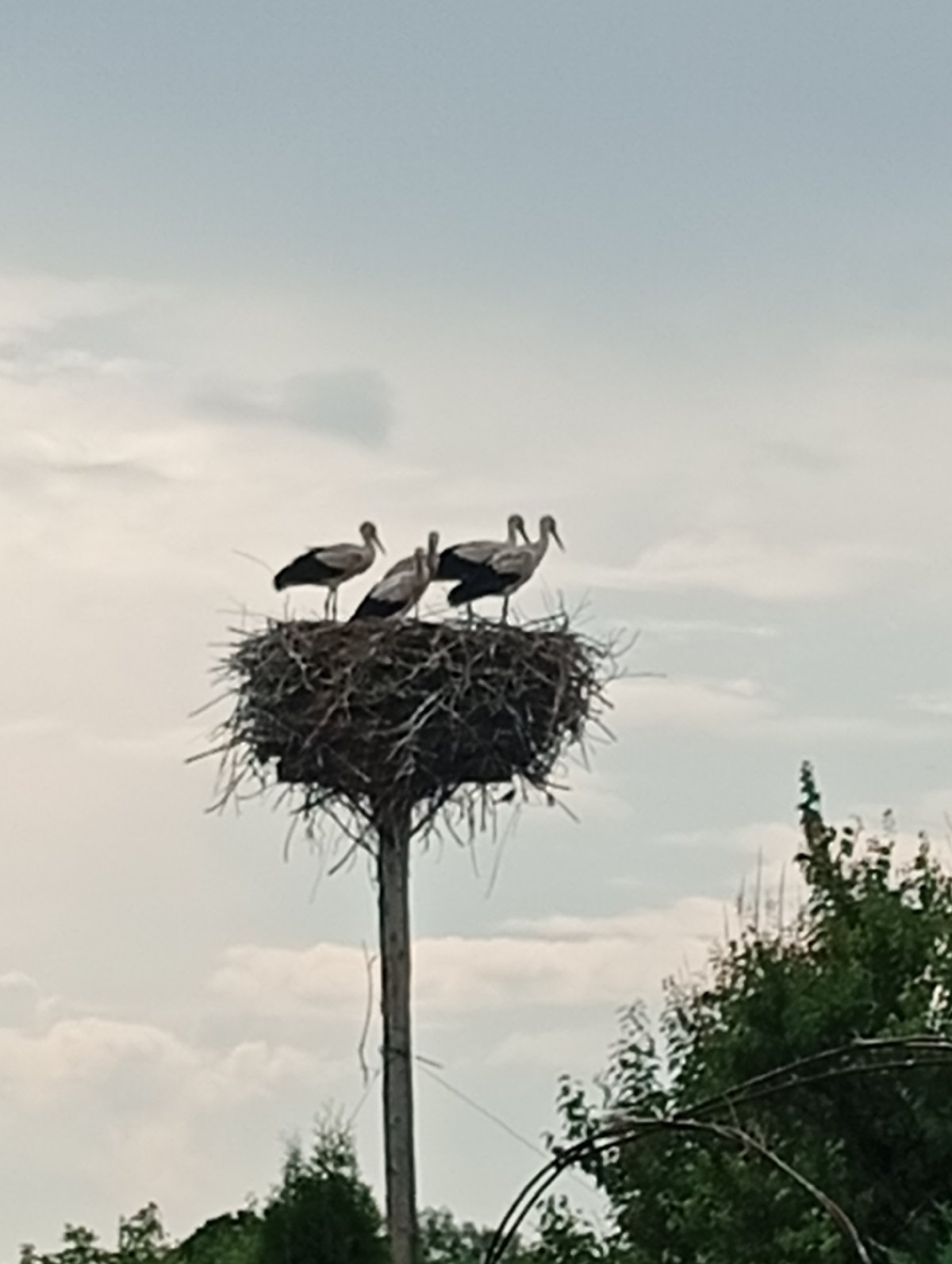 White storks nesting and perching on poles and chimney flues