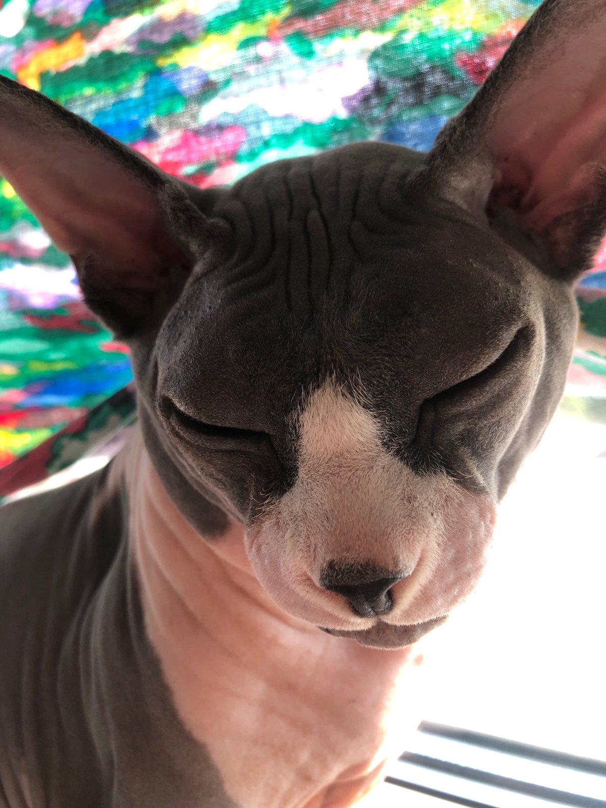 Sphynx cat lounges on a sunny windowsill all afternoon