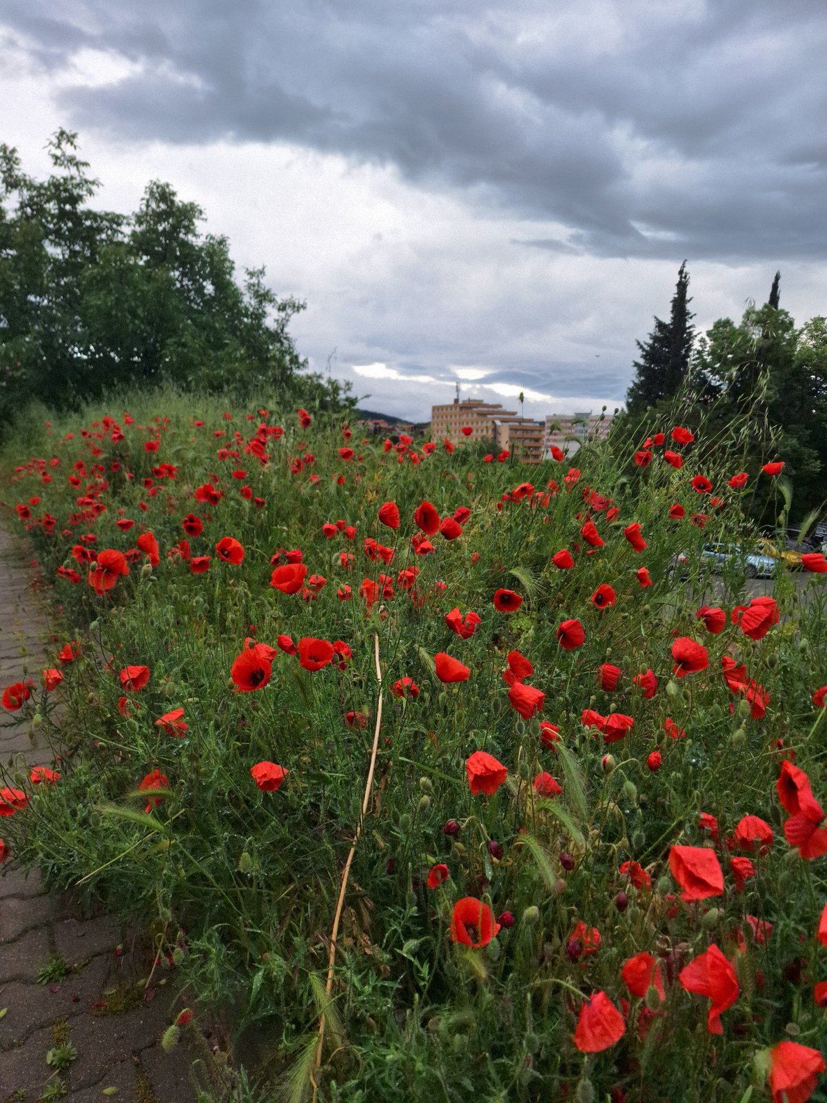 Red poppies bloom along path in Stara Zagora