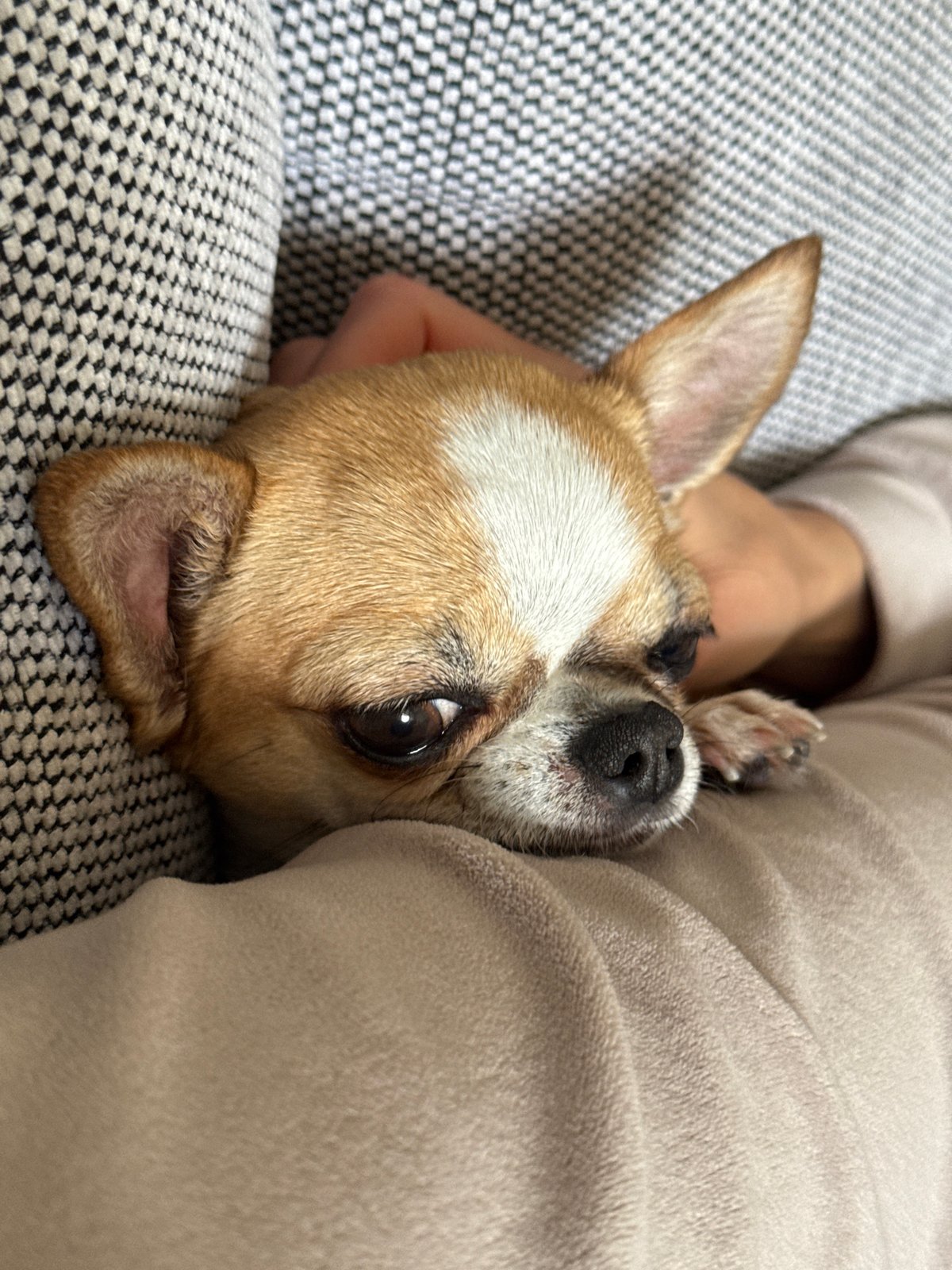 Chihuahua rests peacefully on checkered couch in Berlin