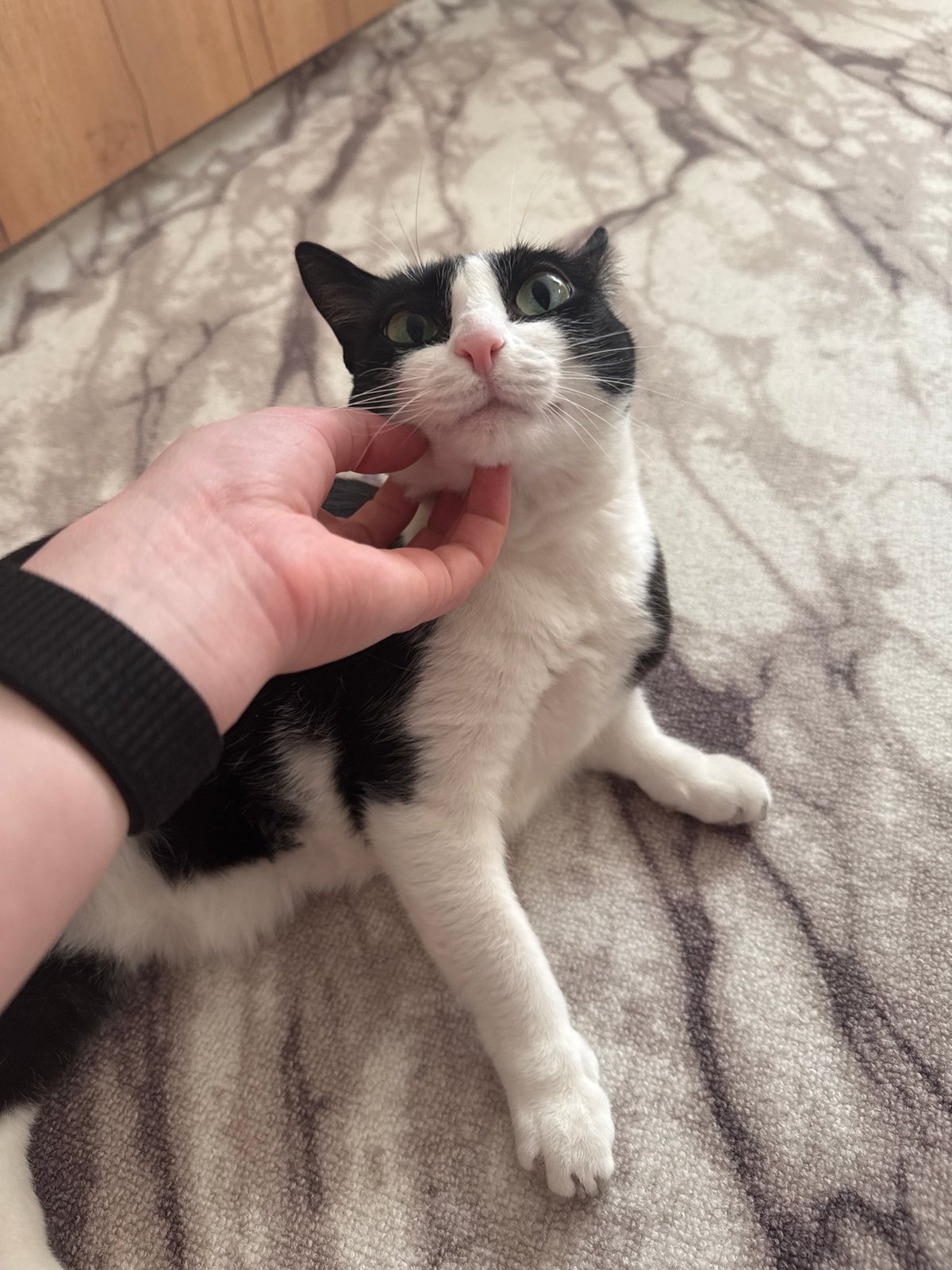 Quiet morning moments: cat petting and sleeping child
