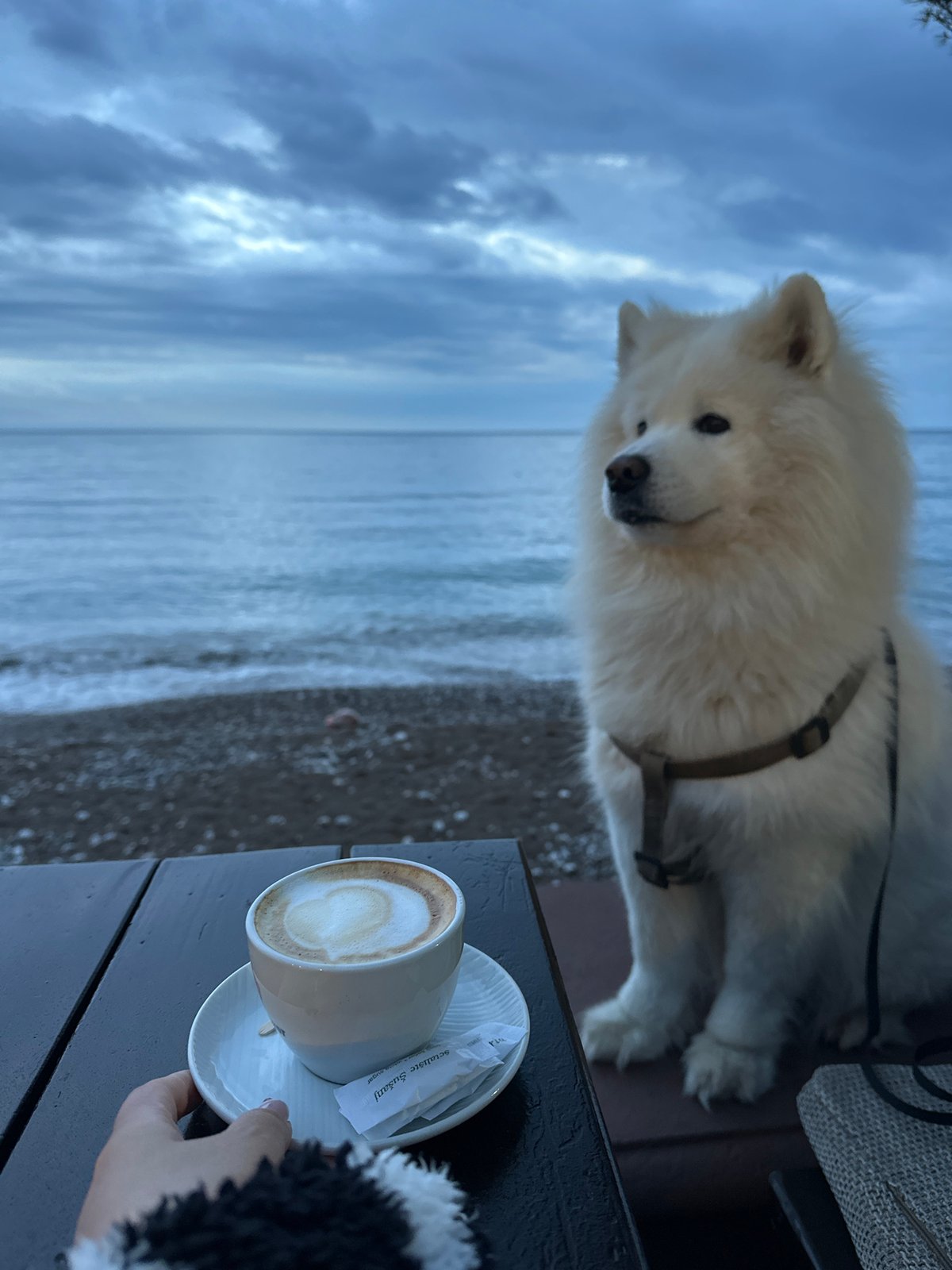 Coffee break with fluffy dog by Montenegro coast