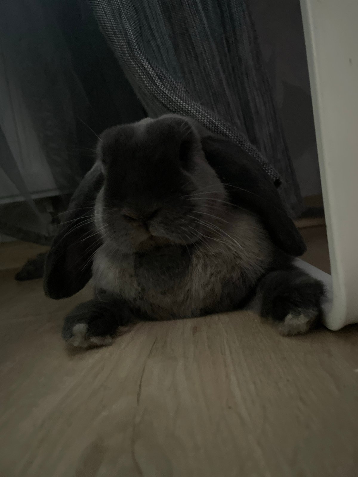 Pets documented during morning routine in Votkinsk household
