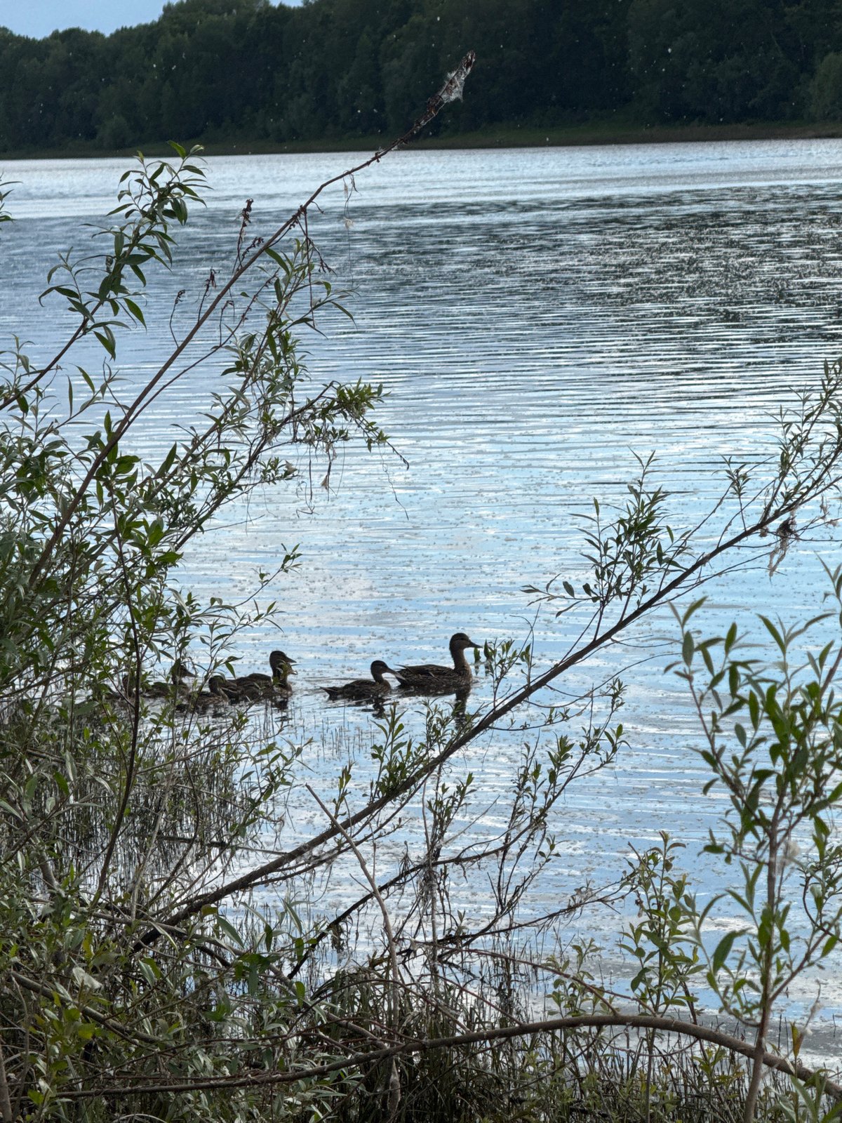 Lazy summer afternoon fishing and relaxing on the Chaikovsky riverbank