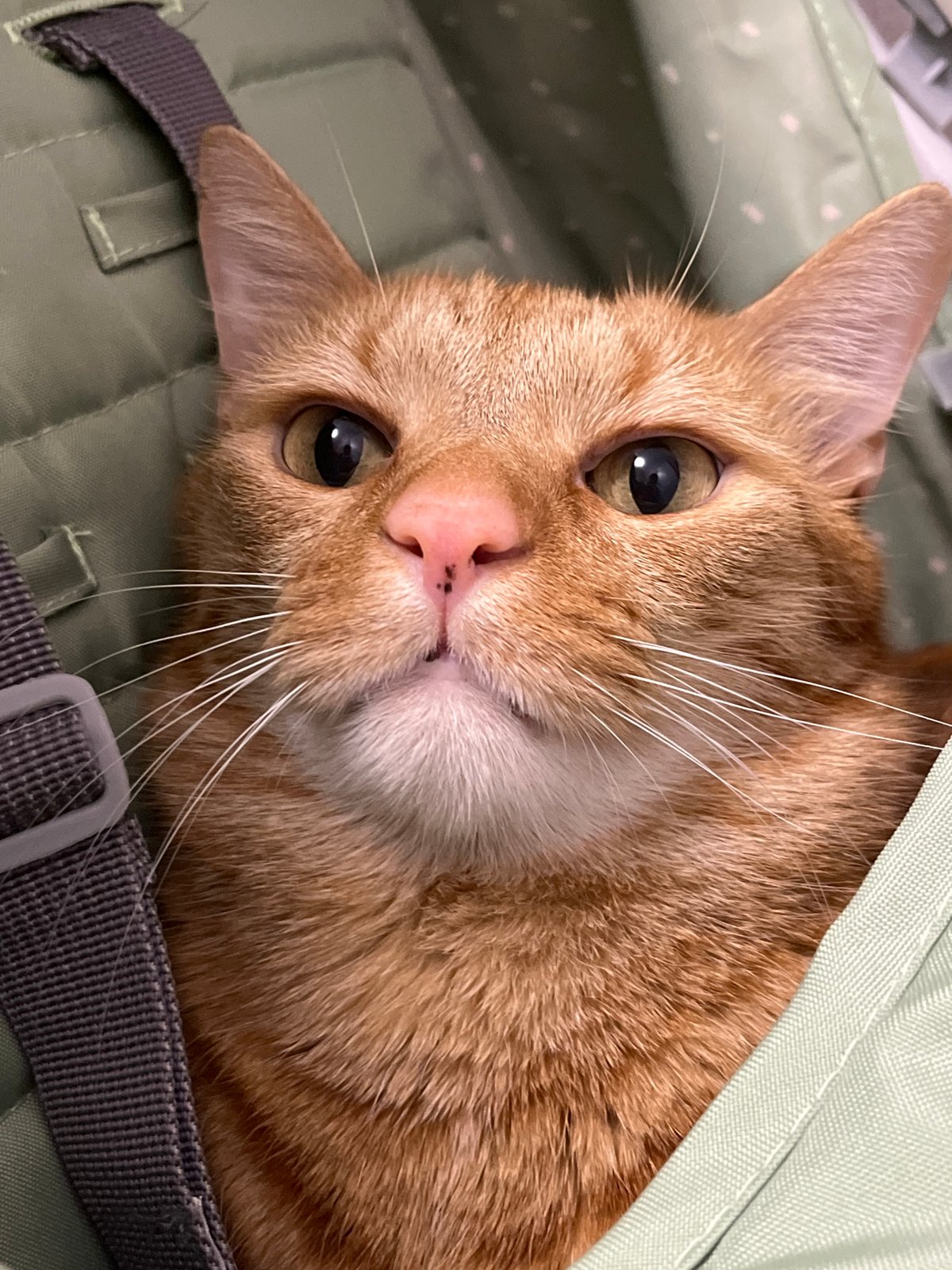 Child interacts with orange tabby cat in carrier