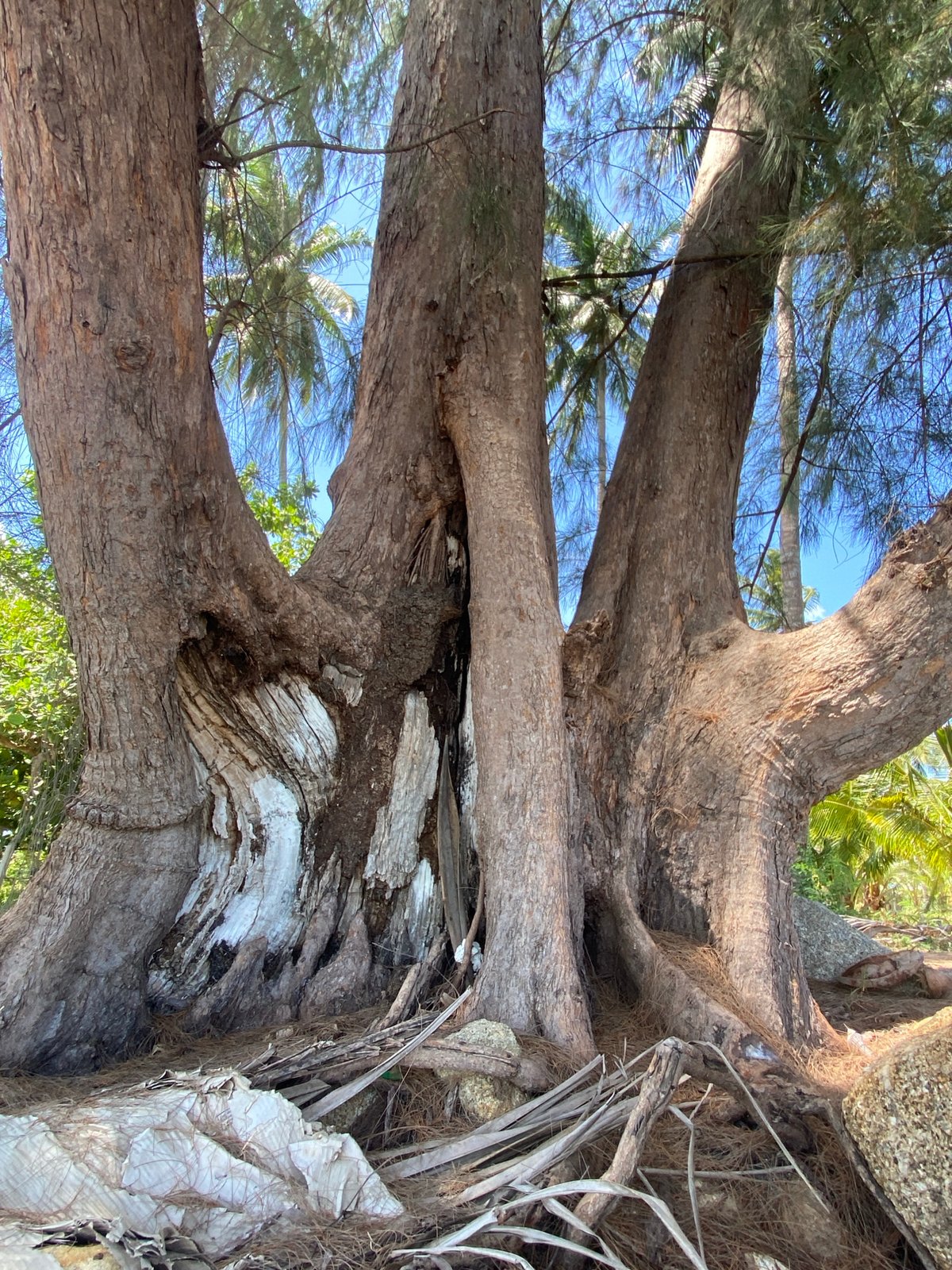 Large old tree photographed against blue sky in Thailand