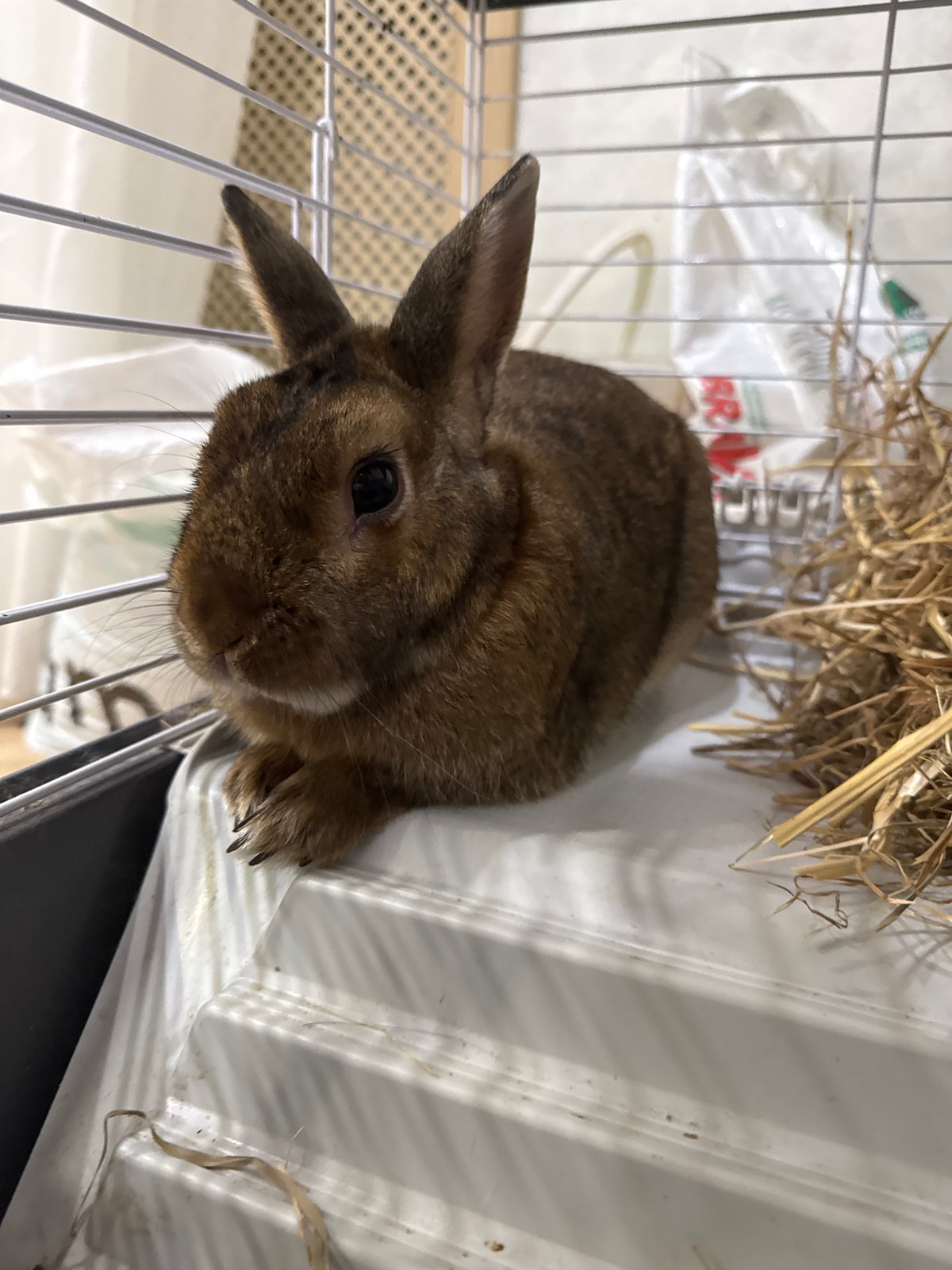 Pet owner documents afternoon with rabbits, cats, hamster in Solikamsk