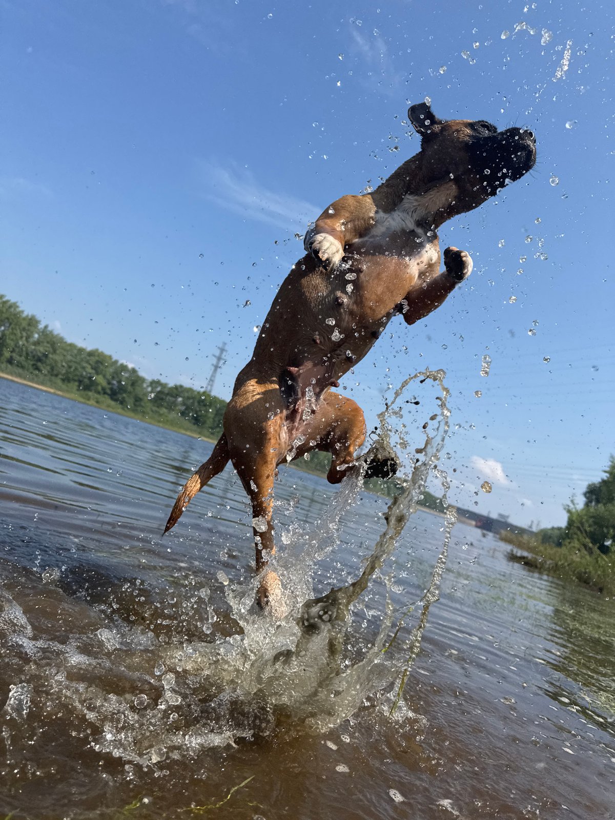 Boxer dog's water leap captured in dramatic photo sequence