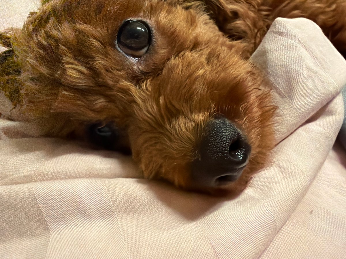 Cozy Sofia evening: sleepy poodle, kitchen selfies, sauce on the stove