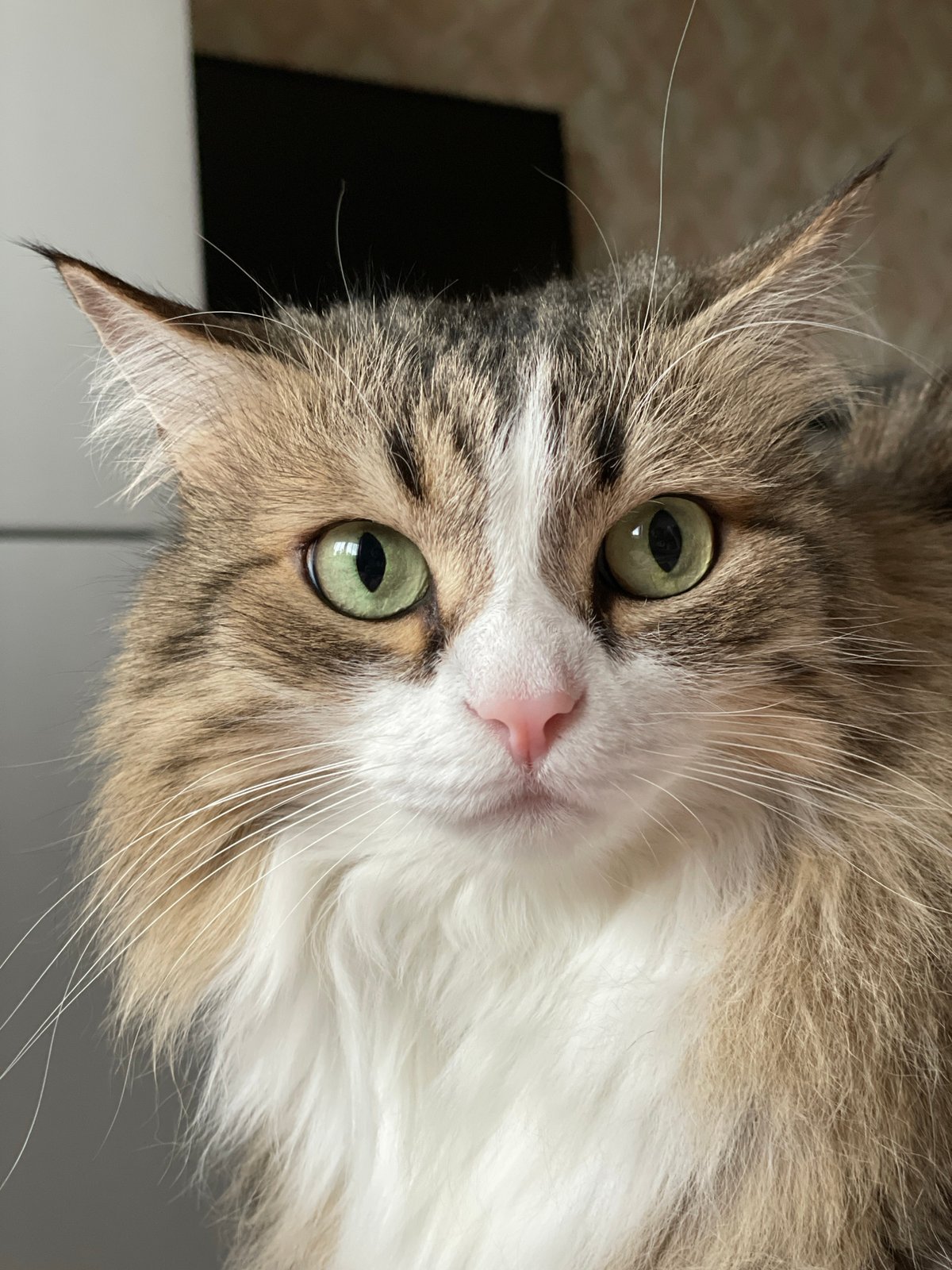 Cat portrait captured in Izhevsk, Russia