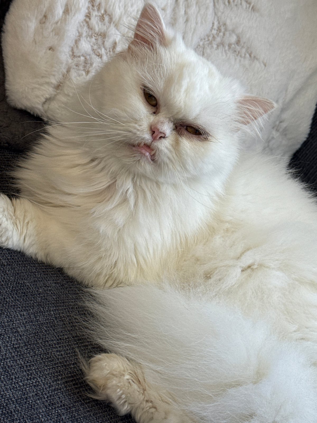 White Persian cat photographed resting in Burgas, Bulgaria