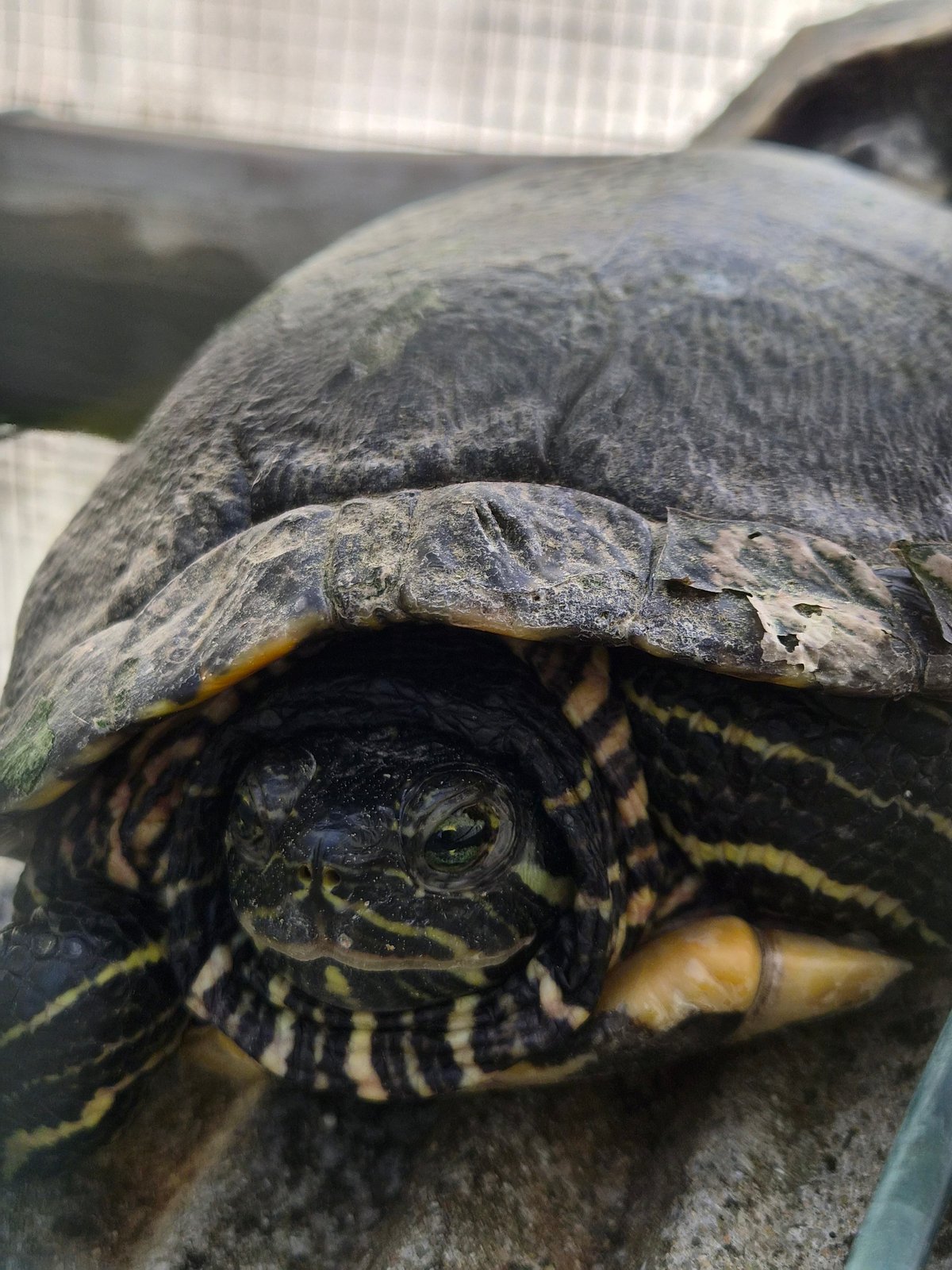 European pond turtle spotted in Barcelos garden enclosure