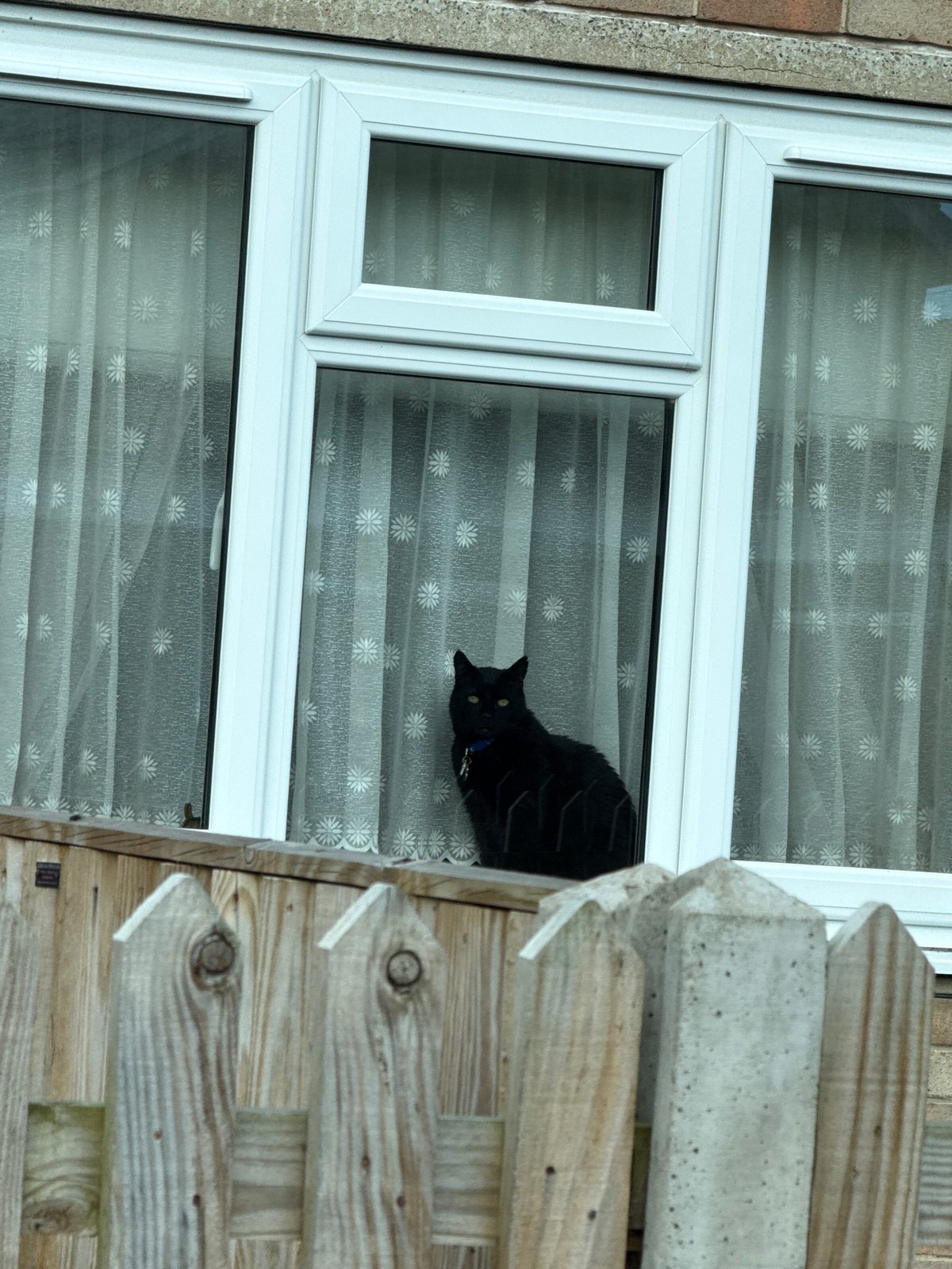 Black cat sits on window ledge in Great Yarmouth