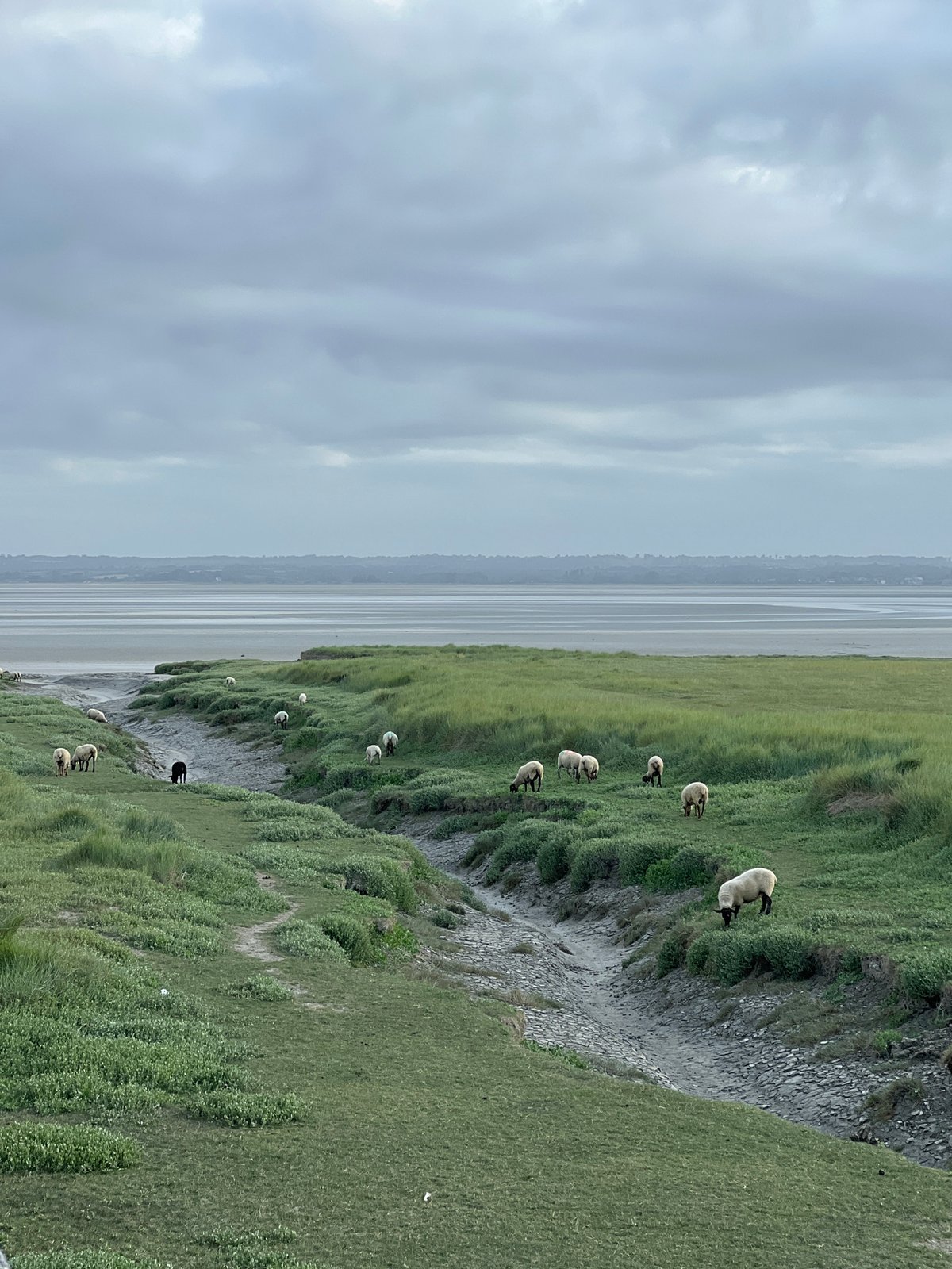 Early morning pastoral activity documented at Mont-Saint-Michel