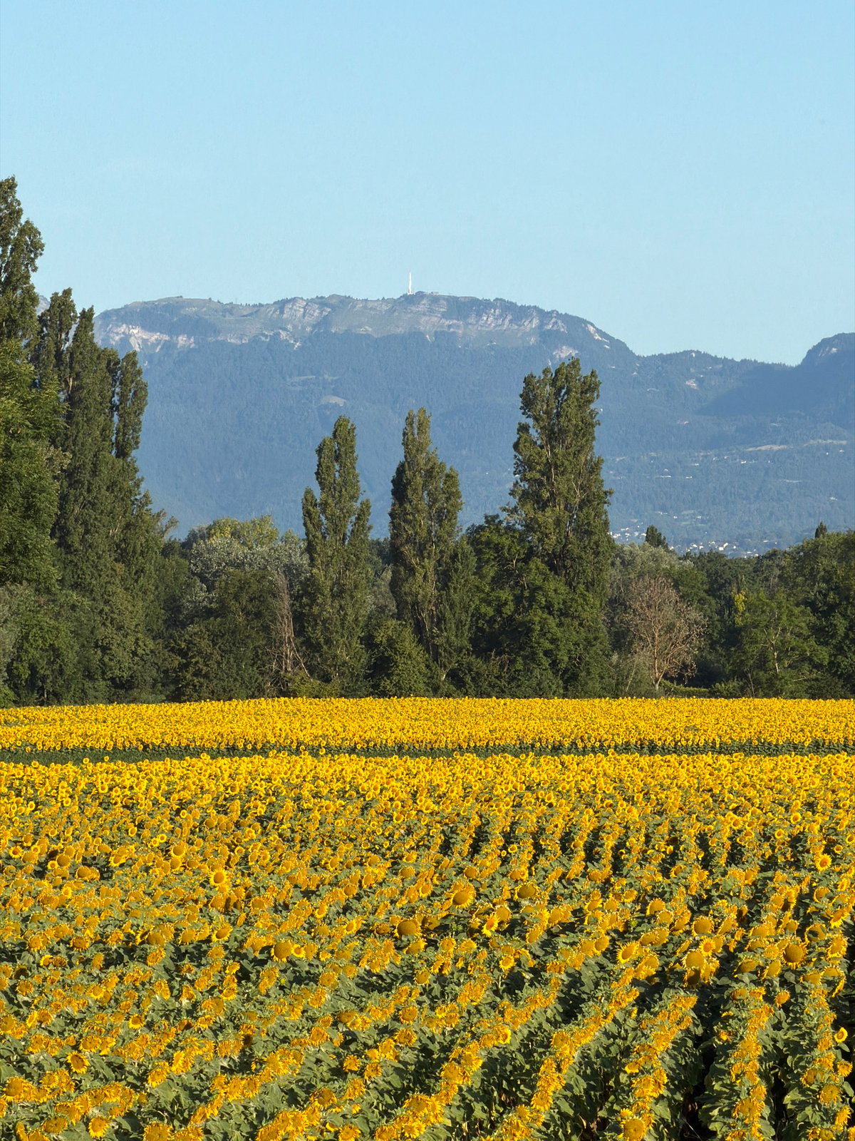 Sunflowers in bloom near the Alps, with a cat nearby
