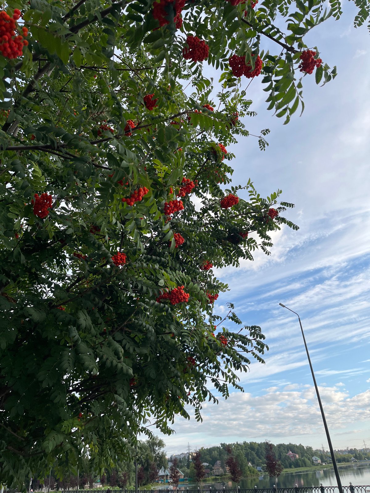 Summer morning scenes across Blagoveshchensk's streets and parks