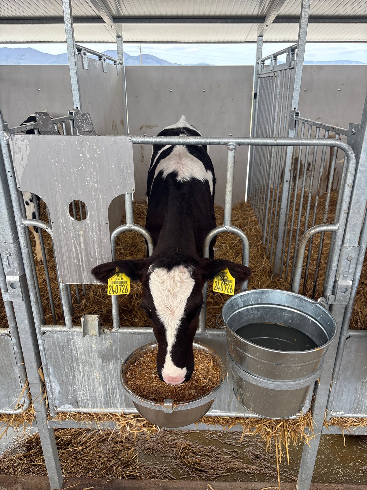 Dairy farm workers feed young Holstein calves in barn