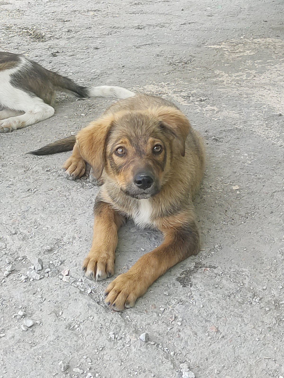 Stray puppies and overflowing dumpsters in Radisne, Ukraine