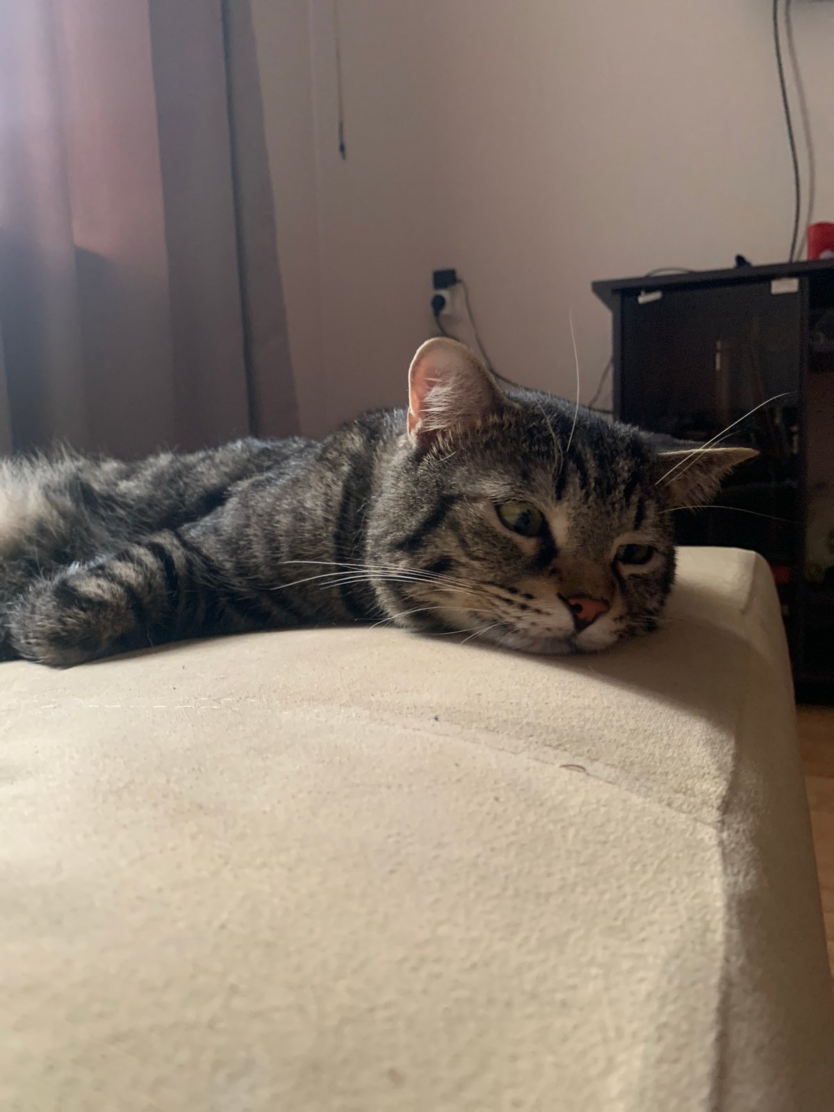 Tabby cats at rest in a Stavropol home