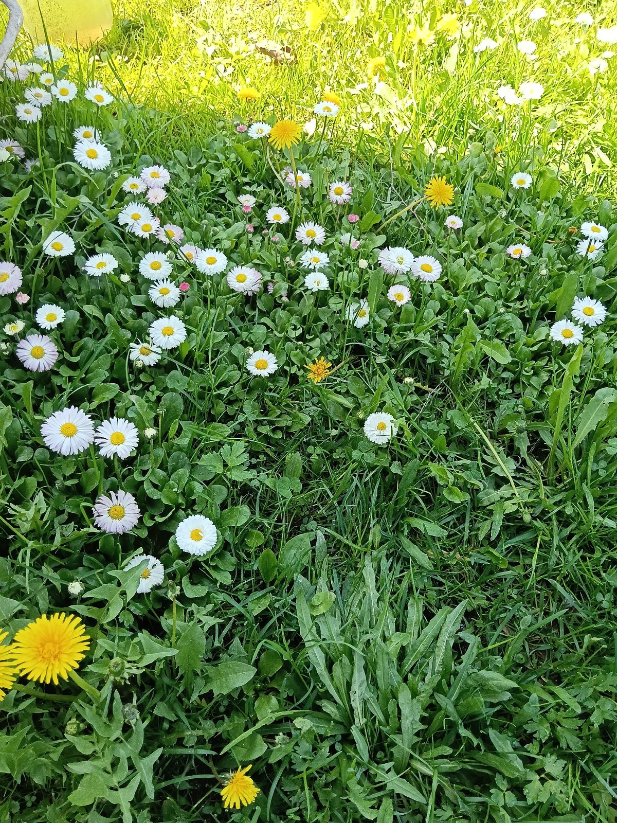 Spring blooms documented across Russian village during morning walk