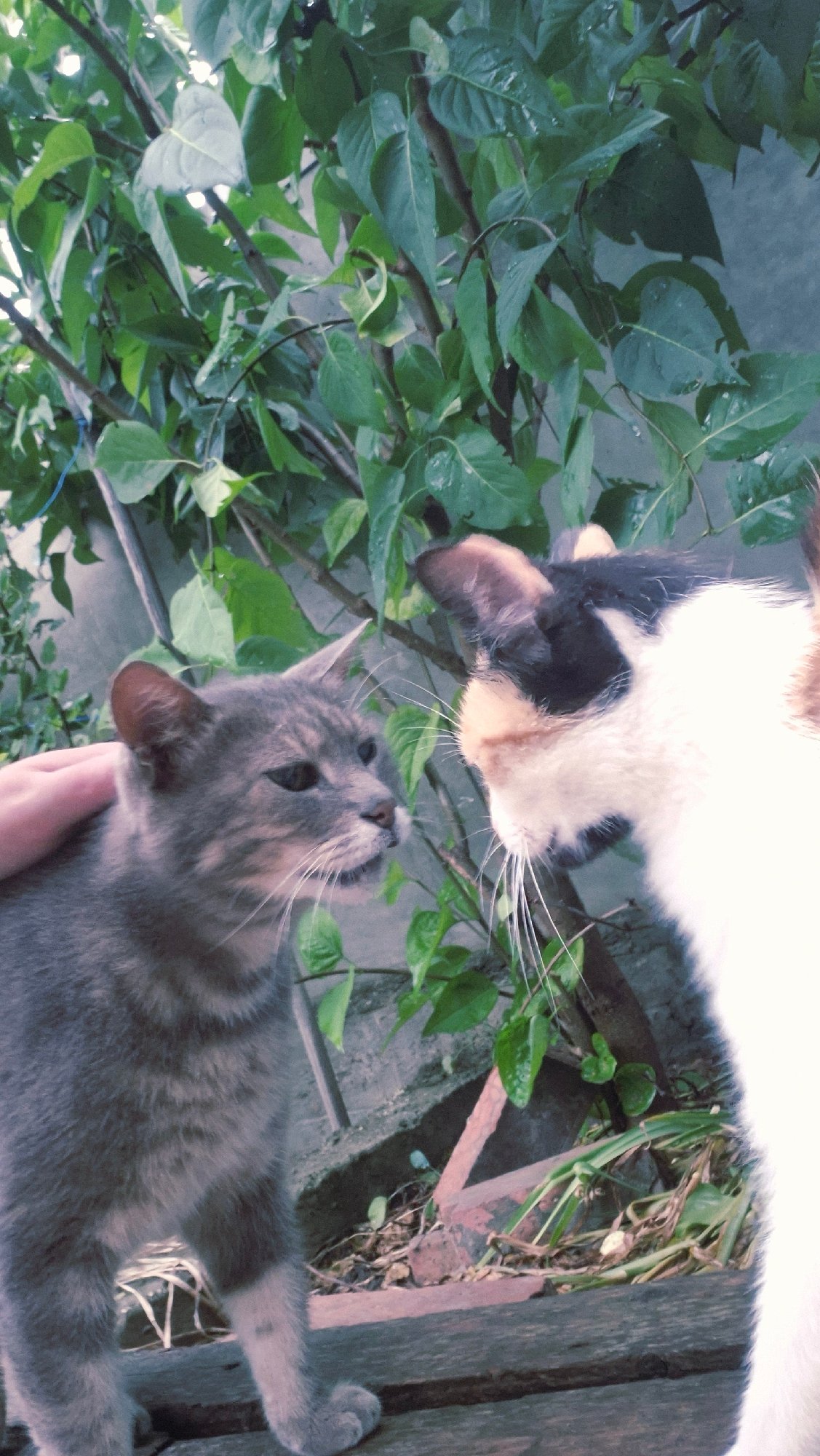 Cats and rain-soaked garden details in rural Moldova